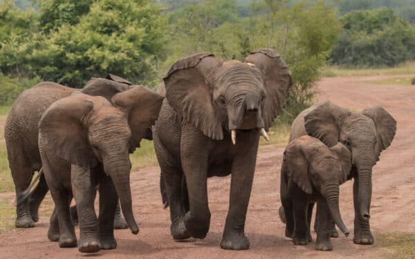 Herd of African elephants with a calf in Akagera National Park