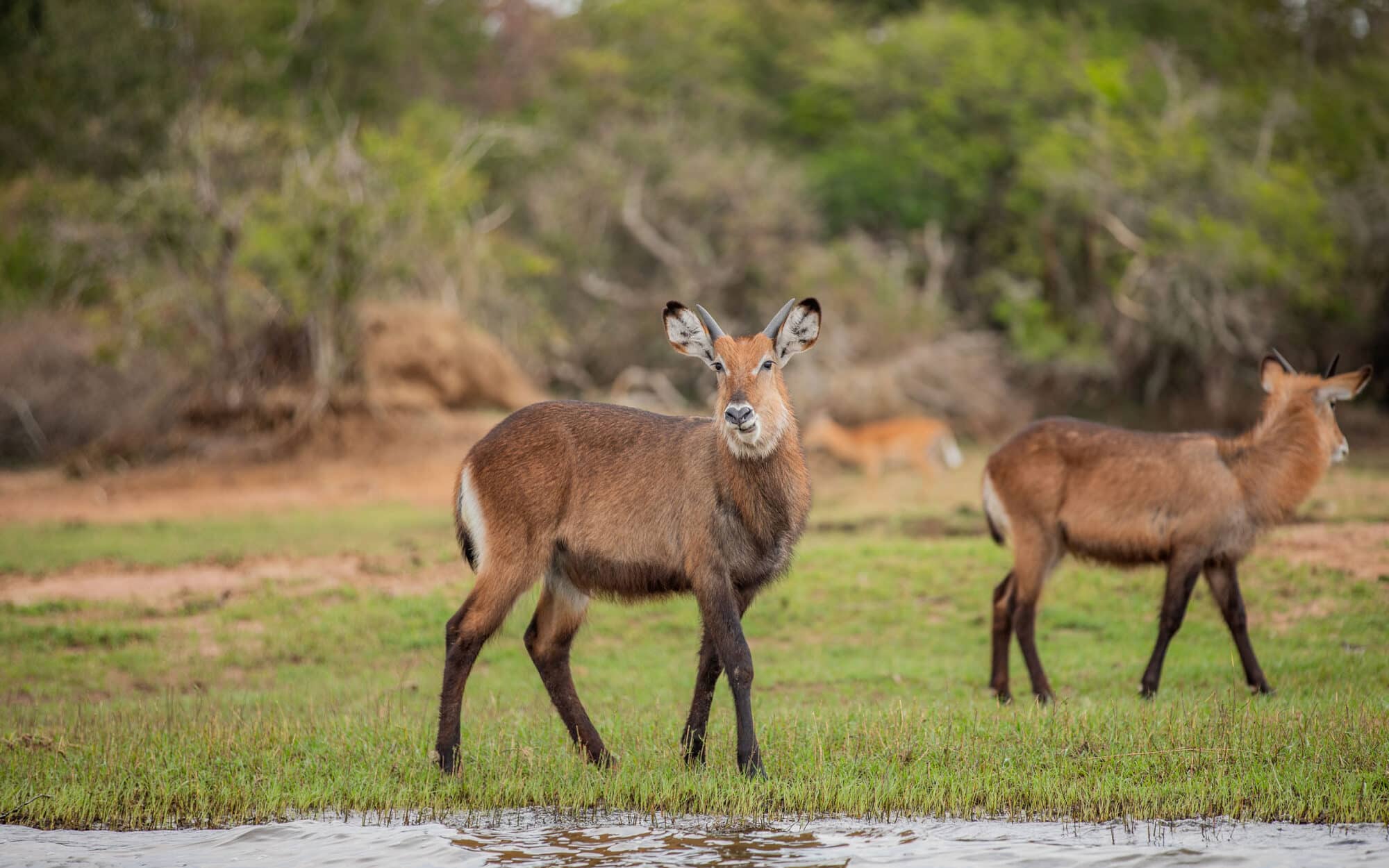 Two antelopes grazing near a water source in a grassy area