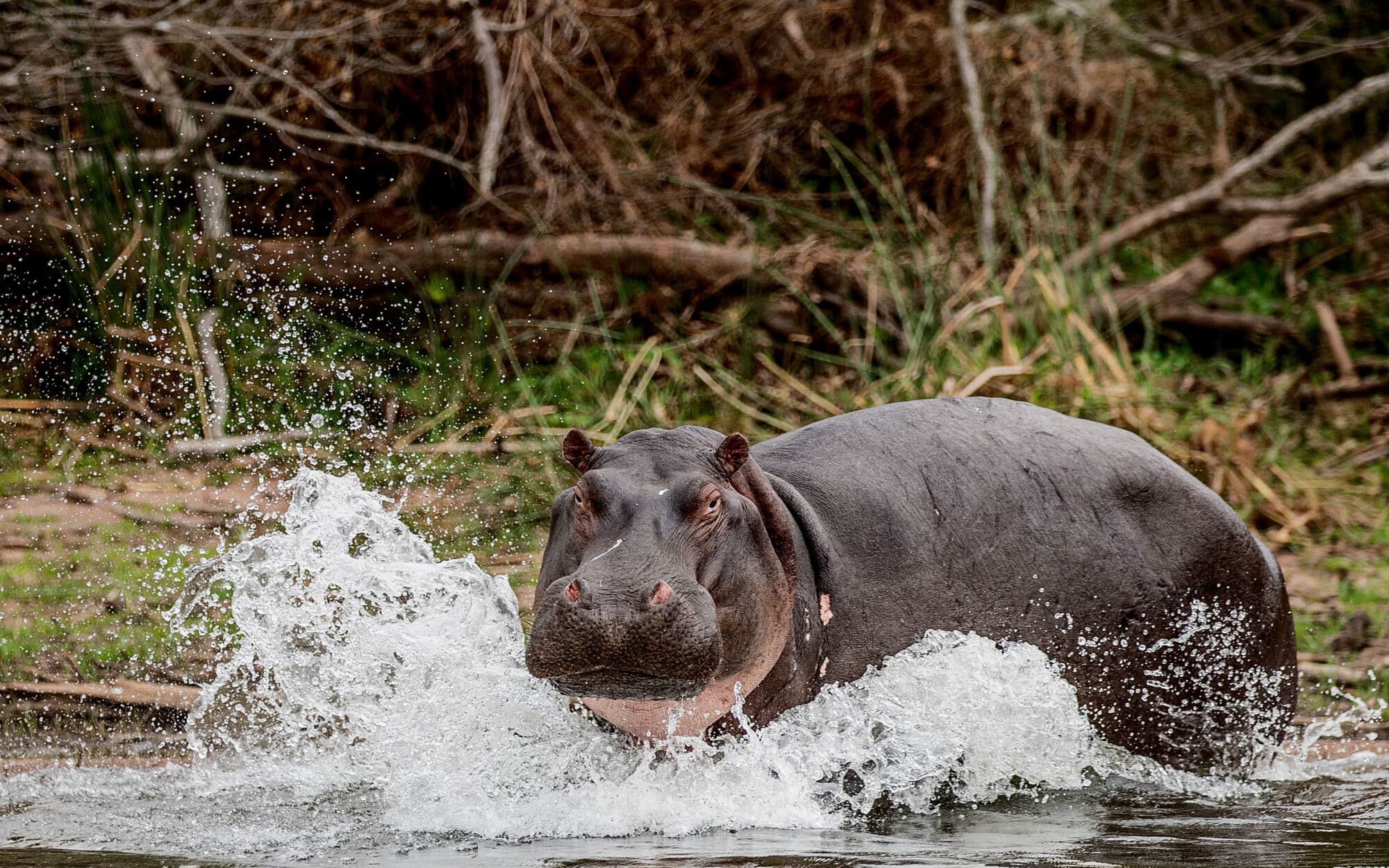 Hippo emerging from water in natural habitat scene
