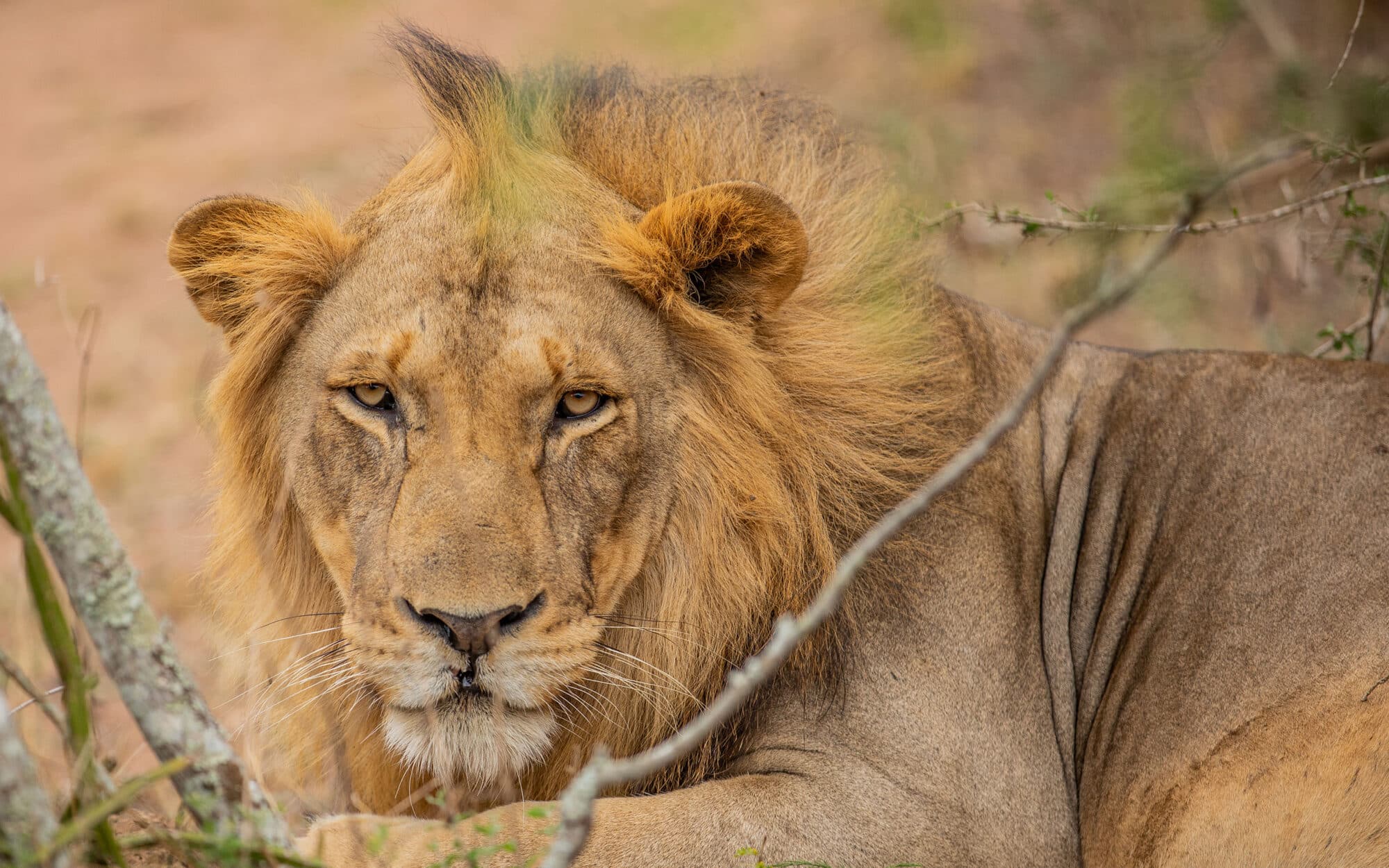 Close-up of a majestic lion resting in the wild savannah