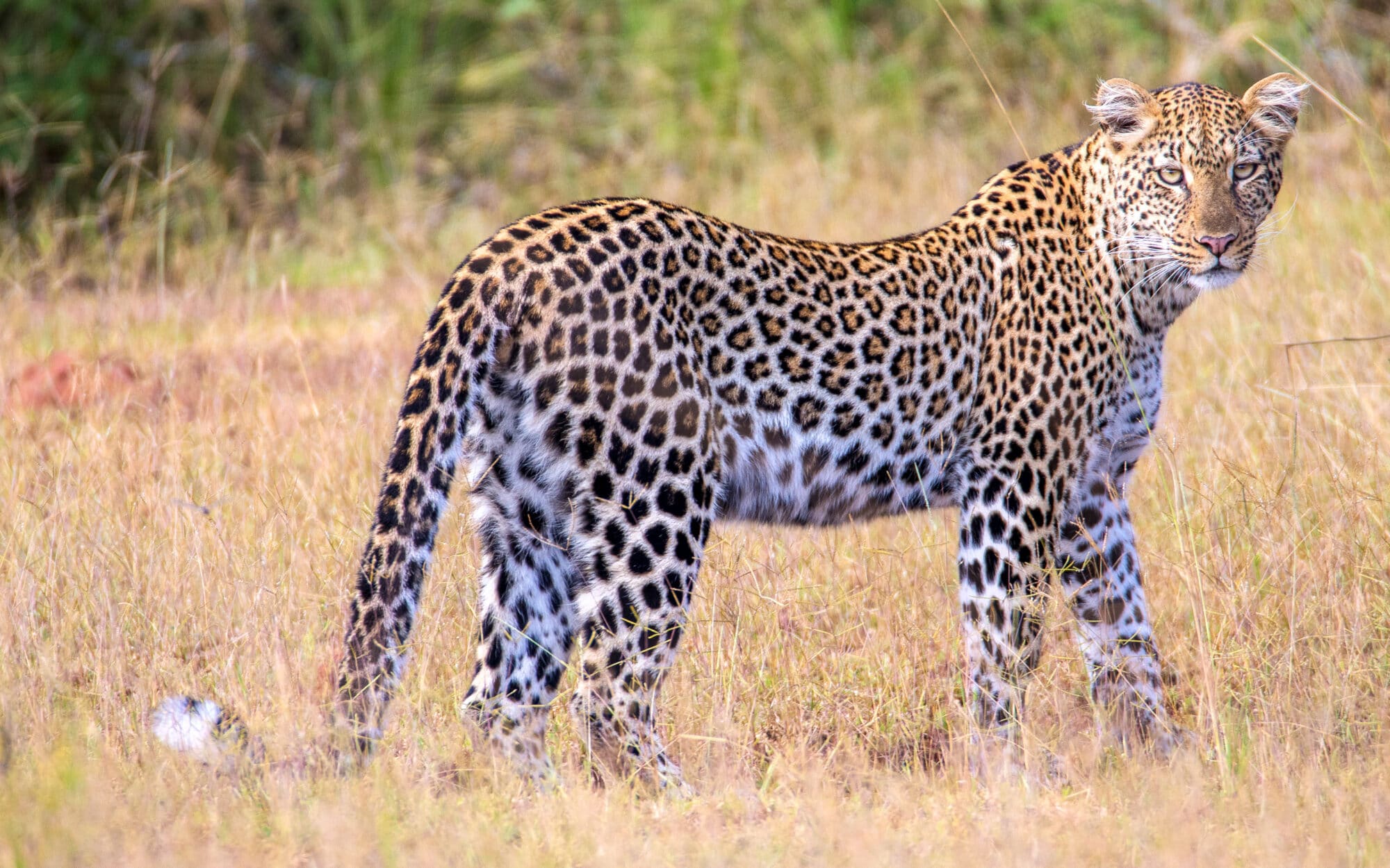 Leopard standing in grassy field looking alert and poised