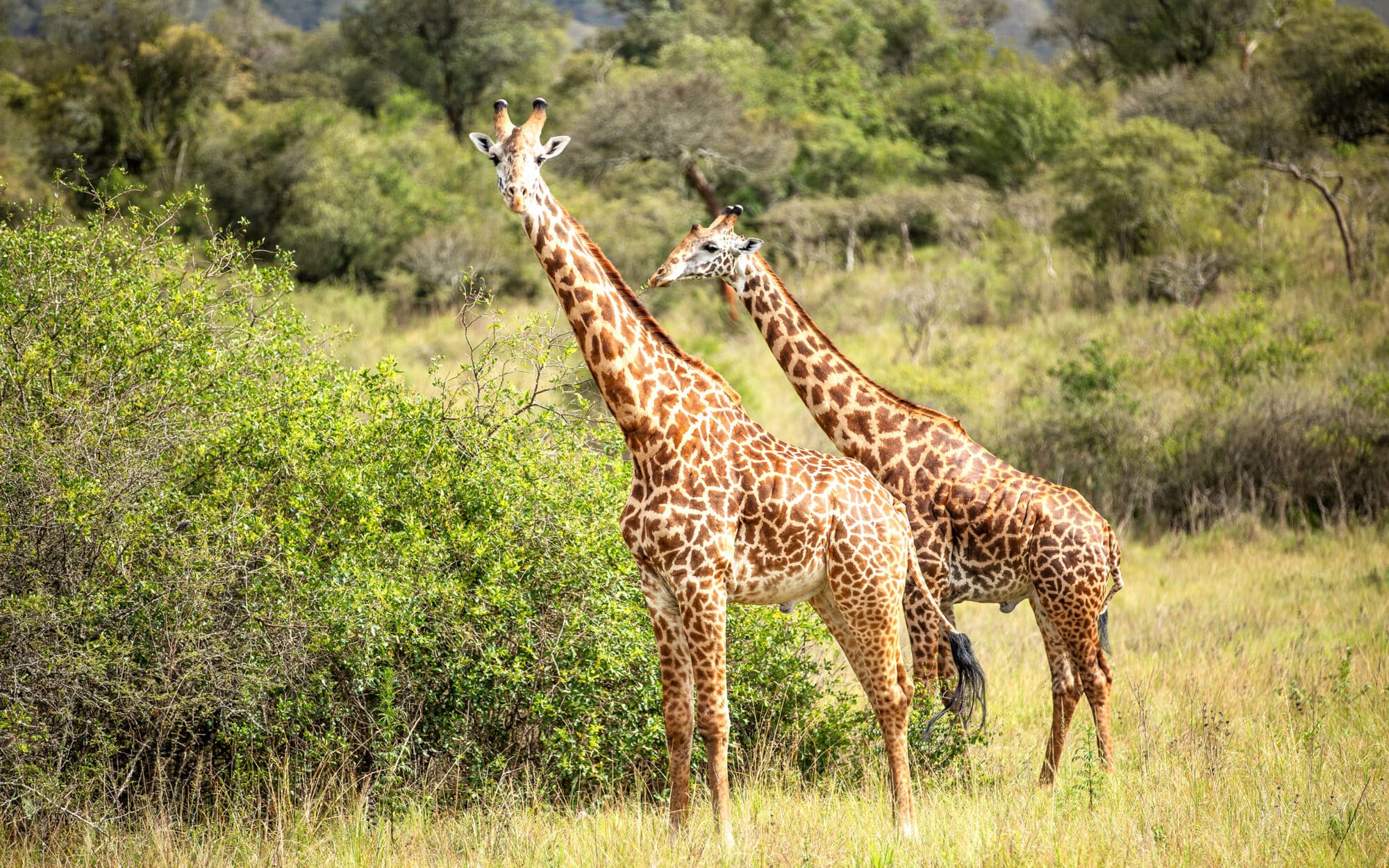 Two giraffes grazing in African savanna with green foliage