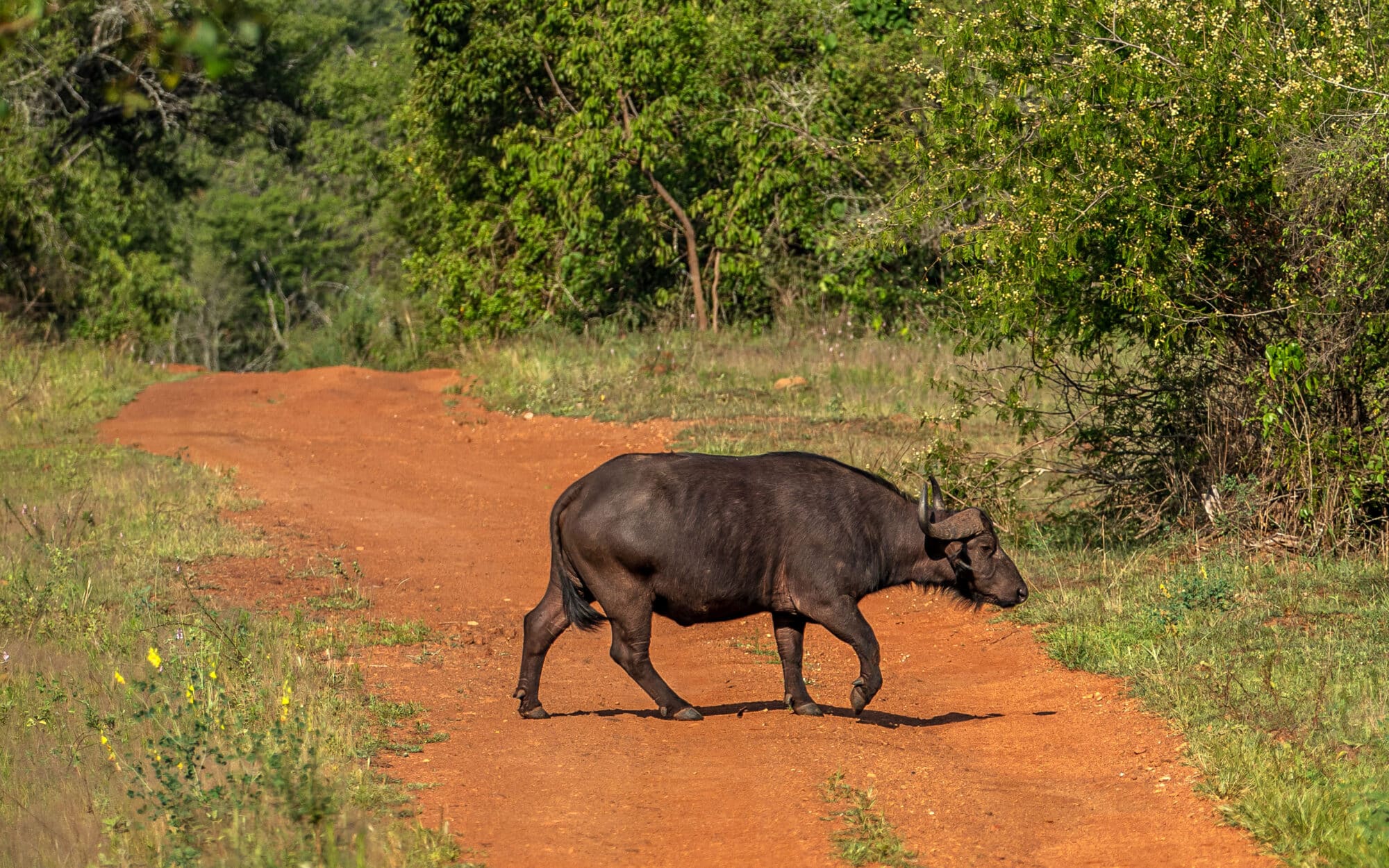 Buffalo crossing dirt road in lush green landscape in daylight