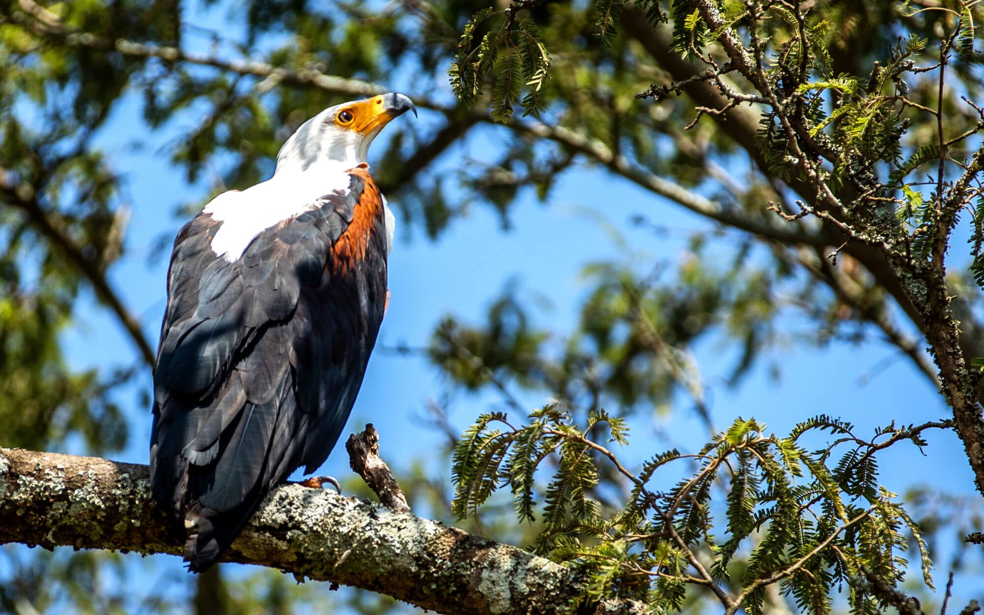 African fish eagle perched on a branch in Akagera National Park