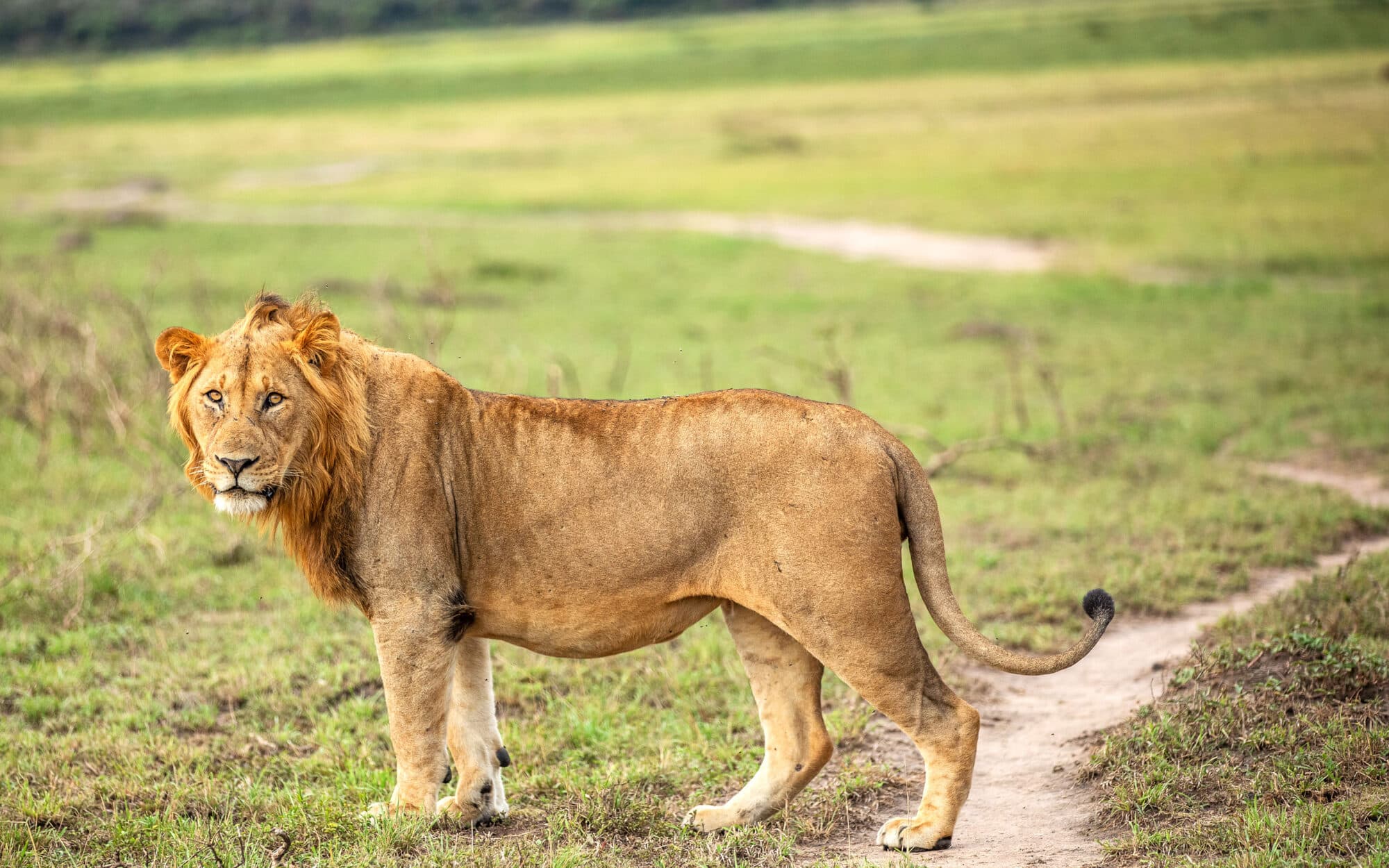 Lioness walking across the savannah in Akagera National Park
