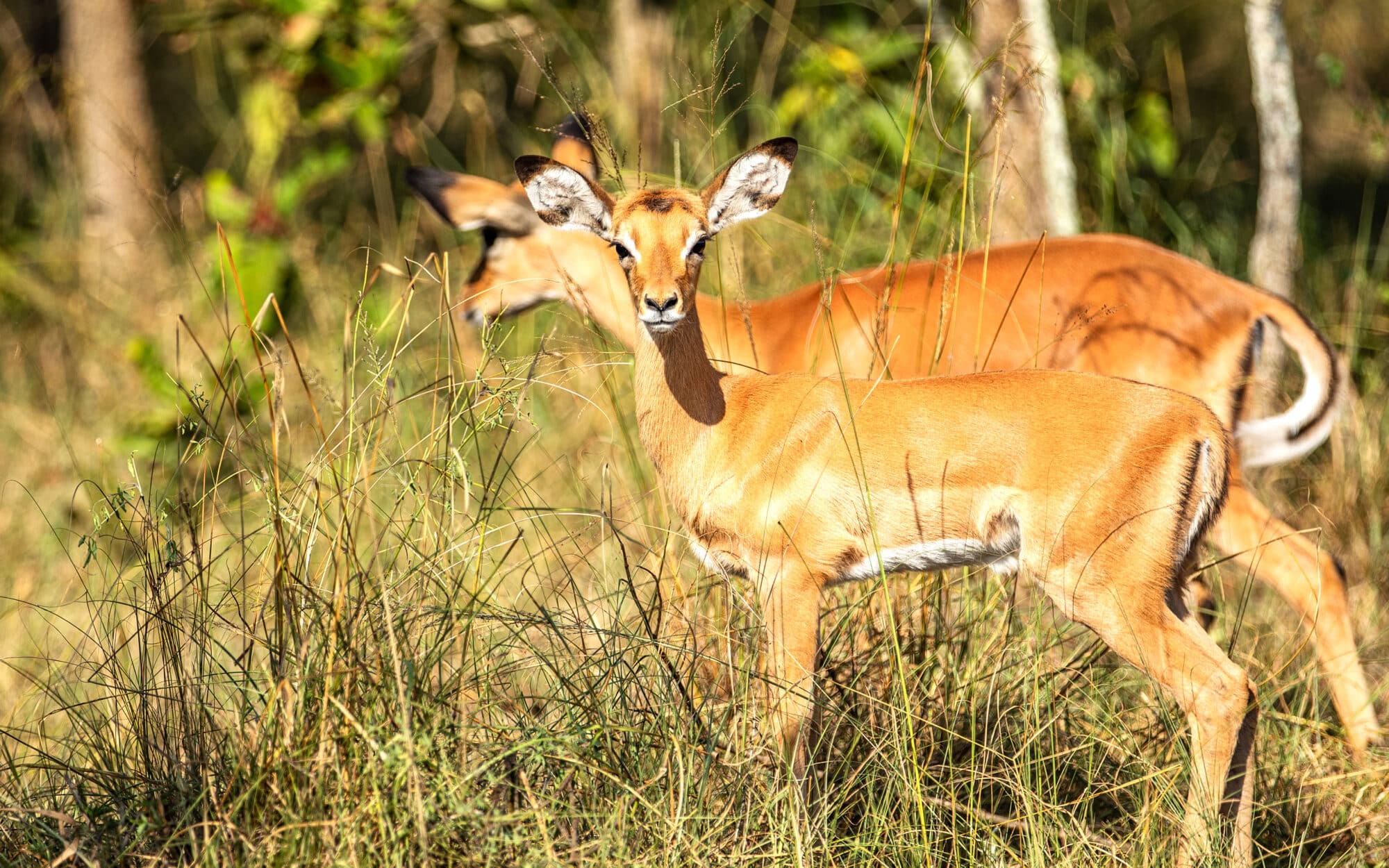 Two antelopes grazing in a sunlit grassy African landscape