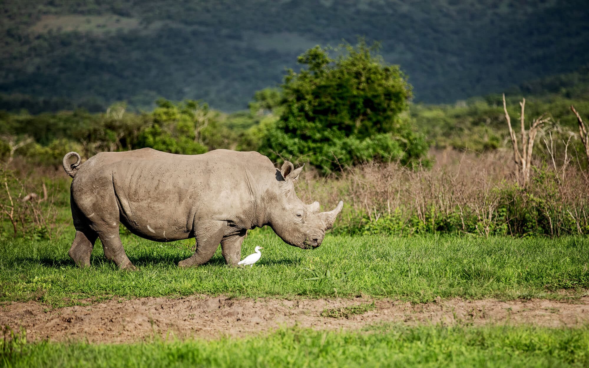 White rhinoceros grazing in Akagera National Park, Rwanda