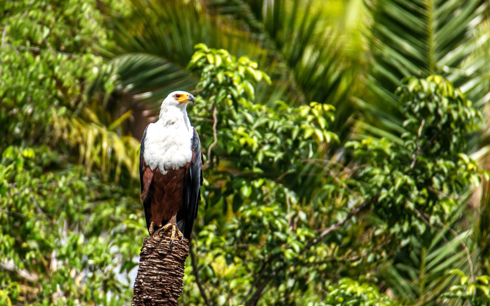 African Fish Eagle perched in lush tropical forest setting