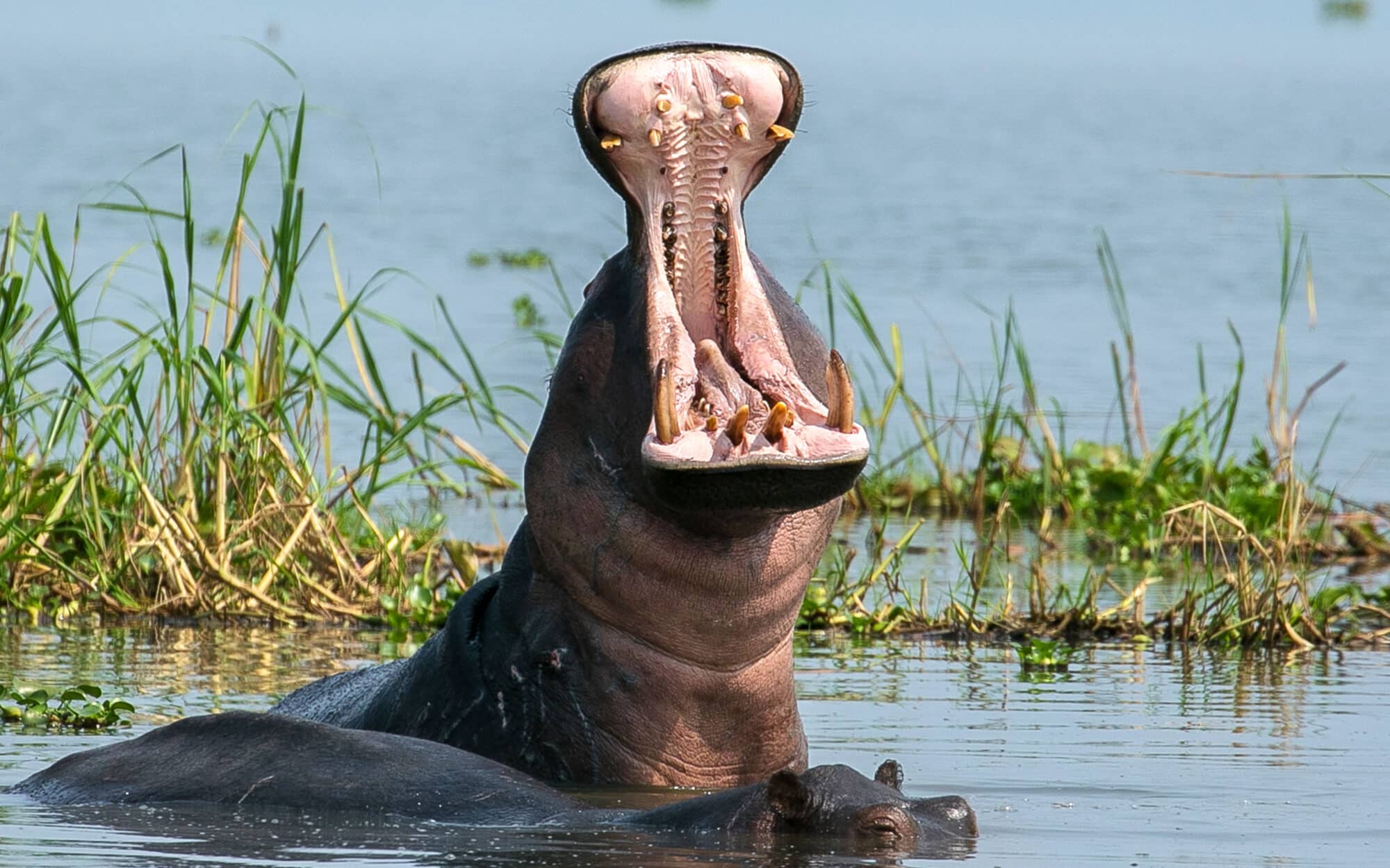 Hippo with open mouth in water showing teeth near grassy bank