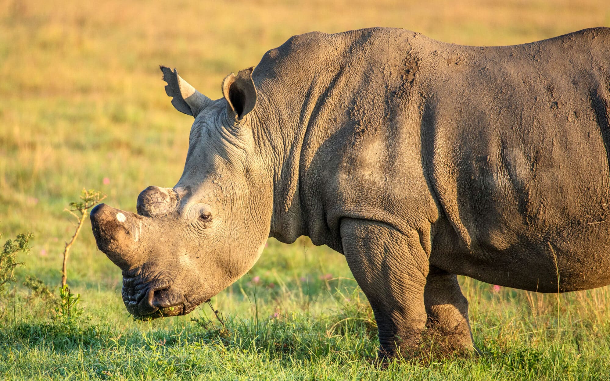 Rhinoceros grazing on grassy plain in warm sunlight