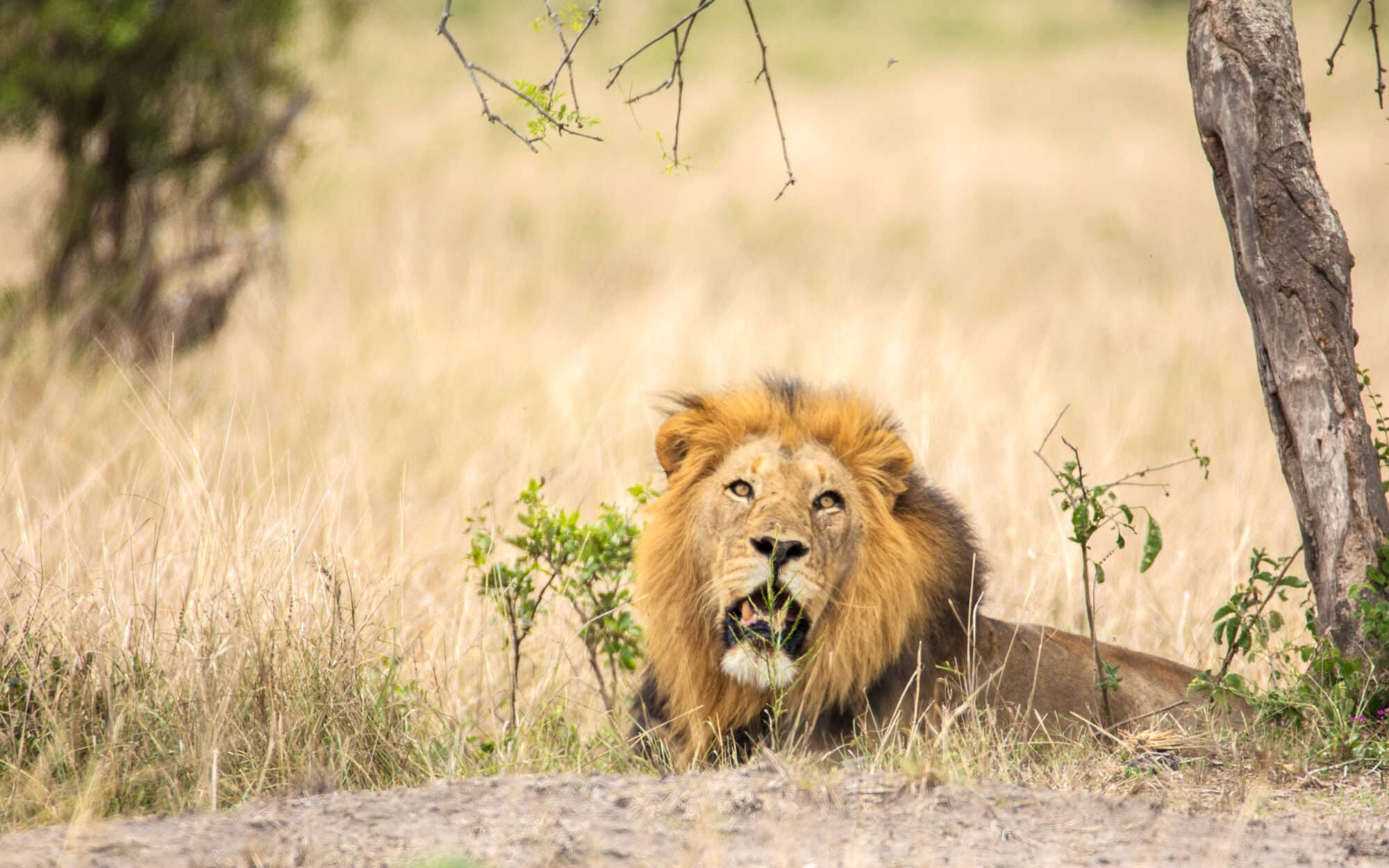 Lion resting in savannah grasslands with trees in background.