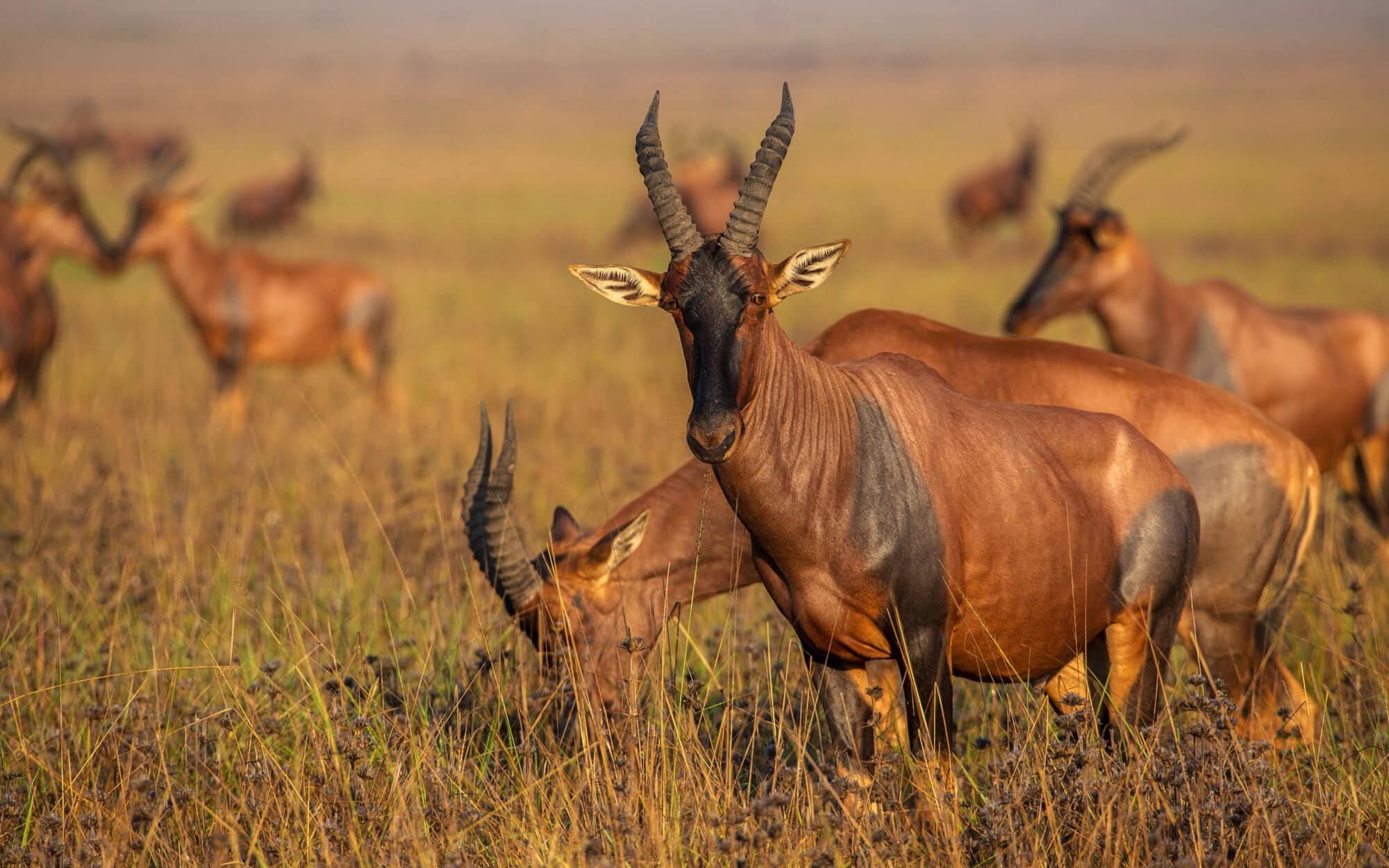 Herd of antelopes grazing in a sunny African grassland