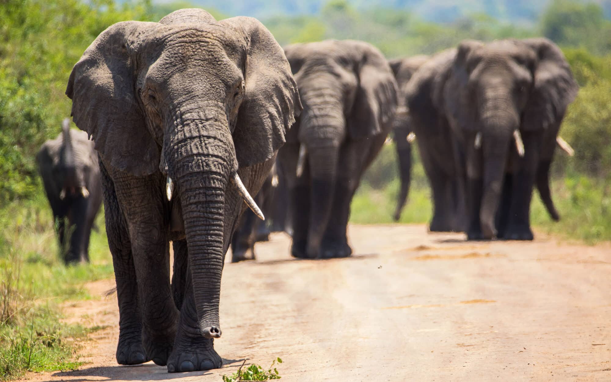 Herd of elephants walking on a dirt path in a safari park