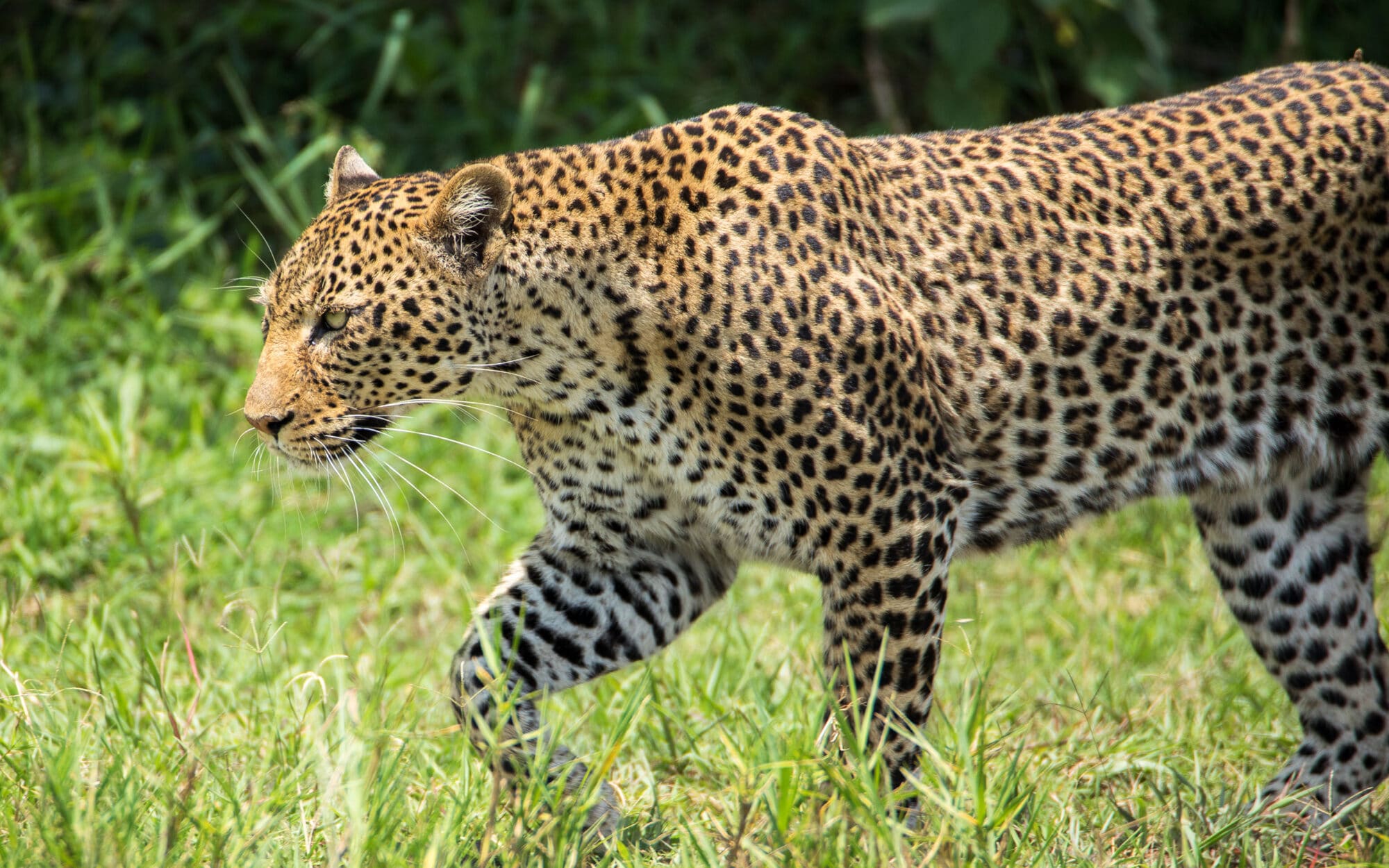 Leopard walking through grassy field during daytime in wildlife reserve