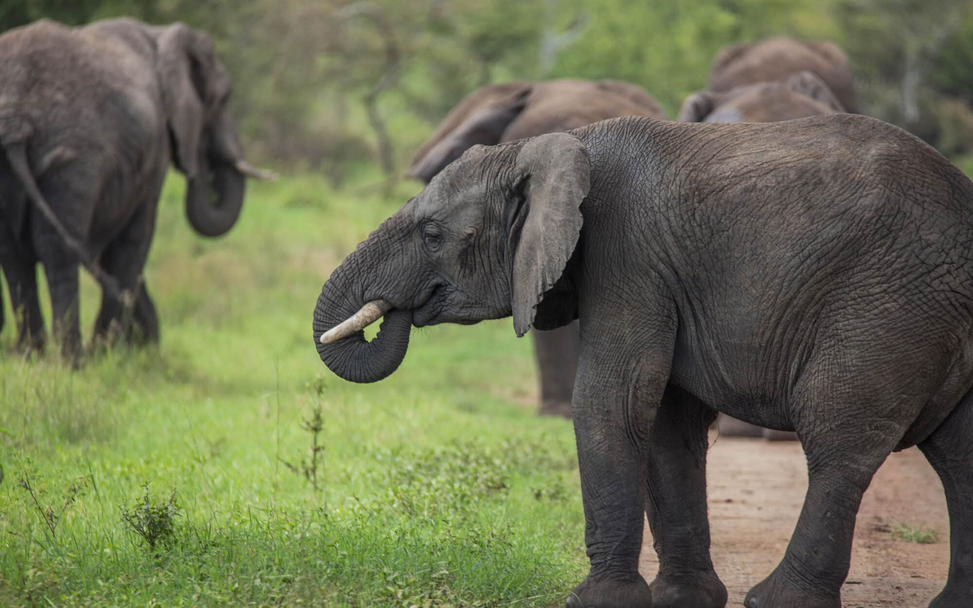 Young elephant with herd in lush green savannah environment