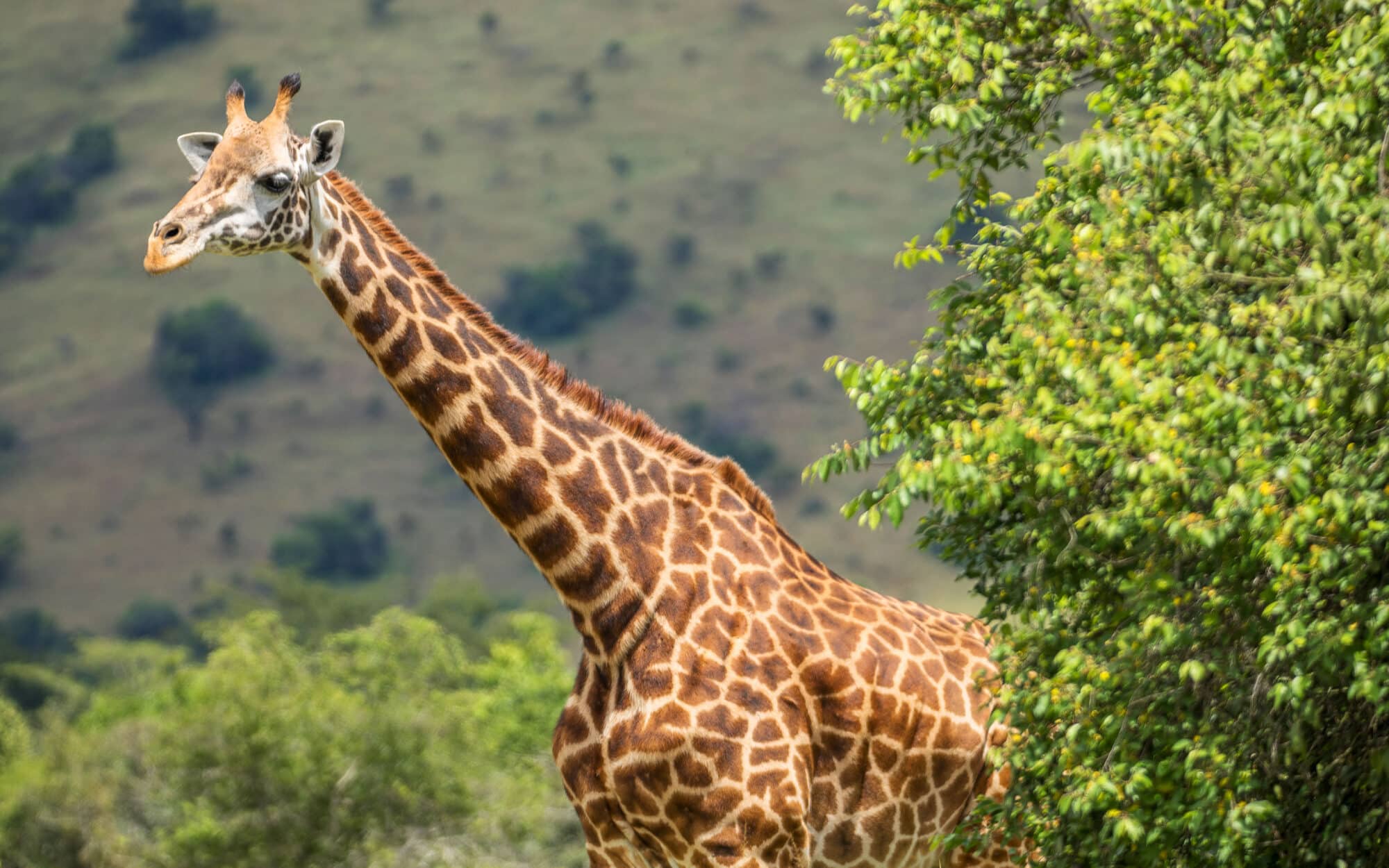 Giraffe peeking behind lush green tree in African savanna