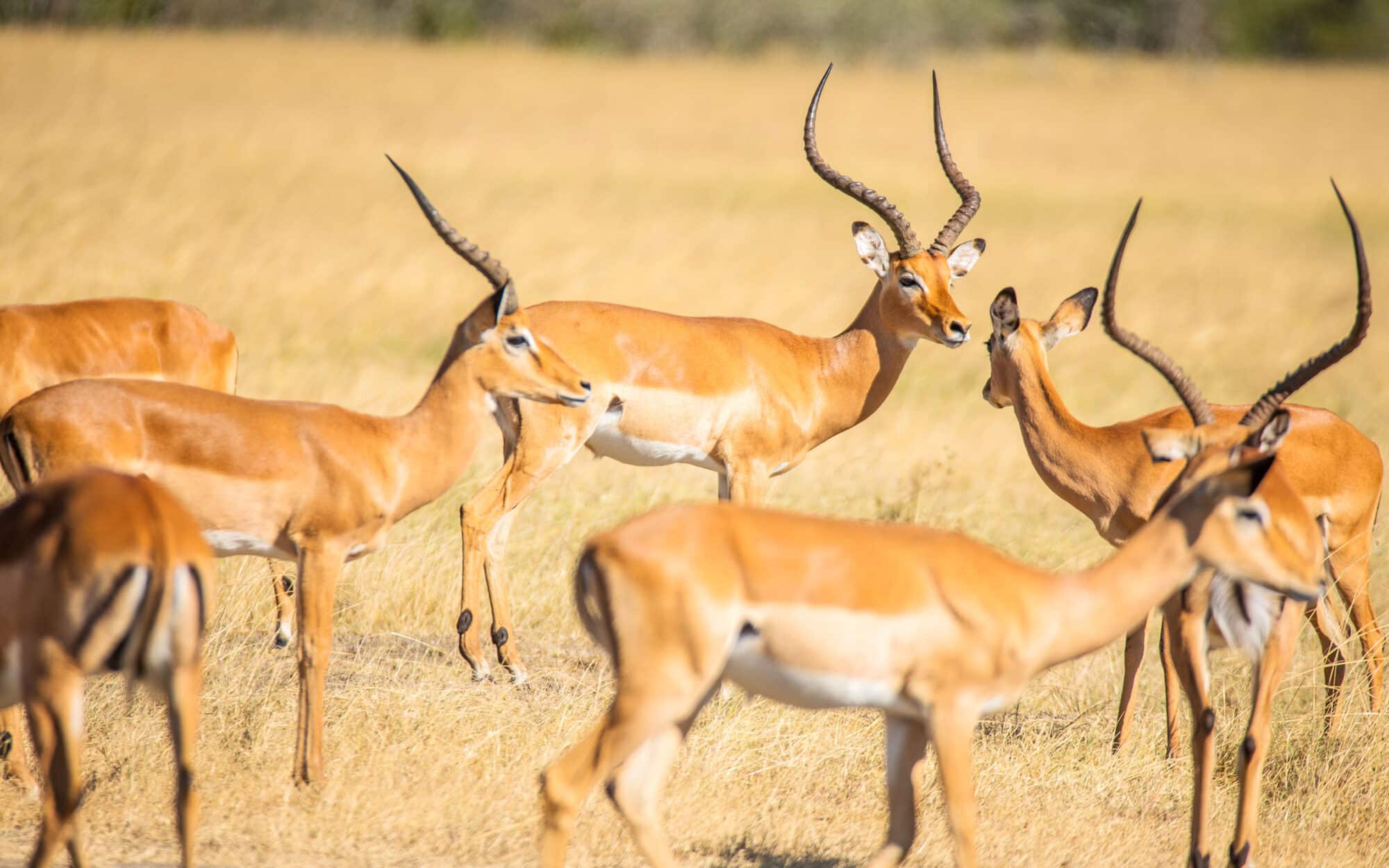 Herd of impalas grazing in sunlit grassland savannah scene