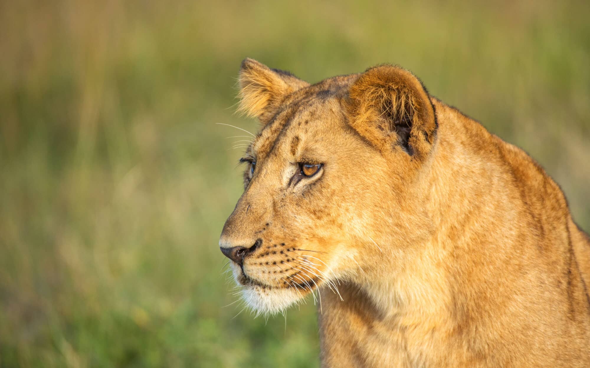 Lioness in natural habitat gazing into distance