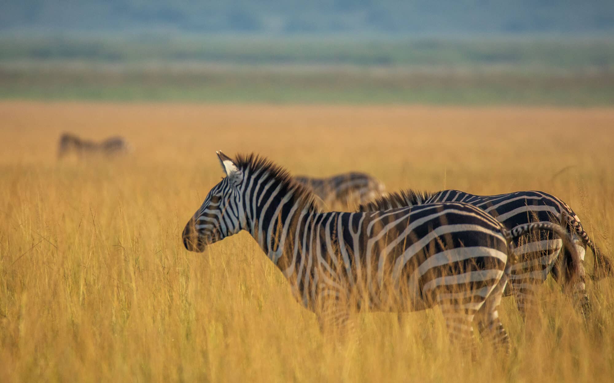 Zebras grazing in tall grass on a sunny savannah landscape