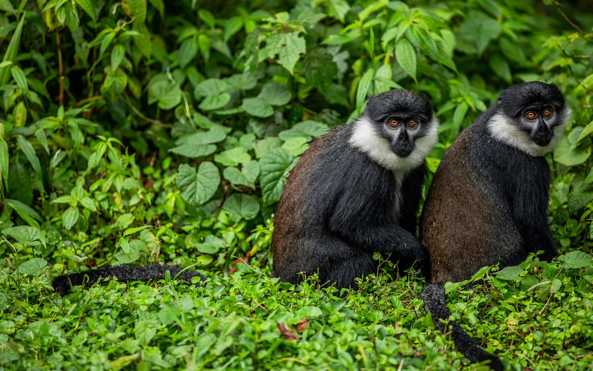 Two monkeys sitting in lush green forest environment.