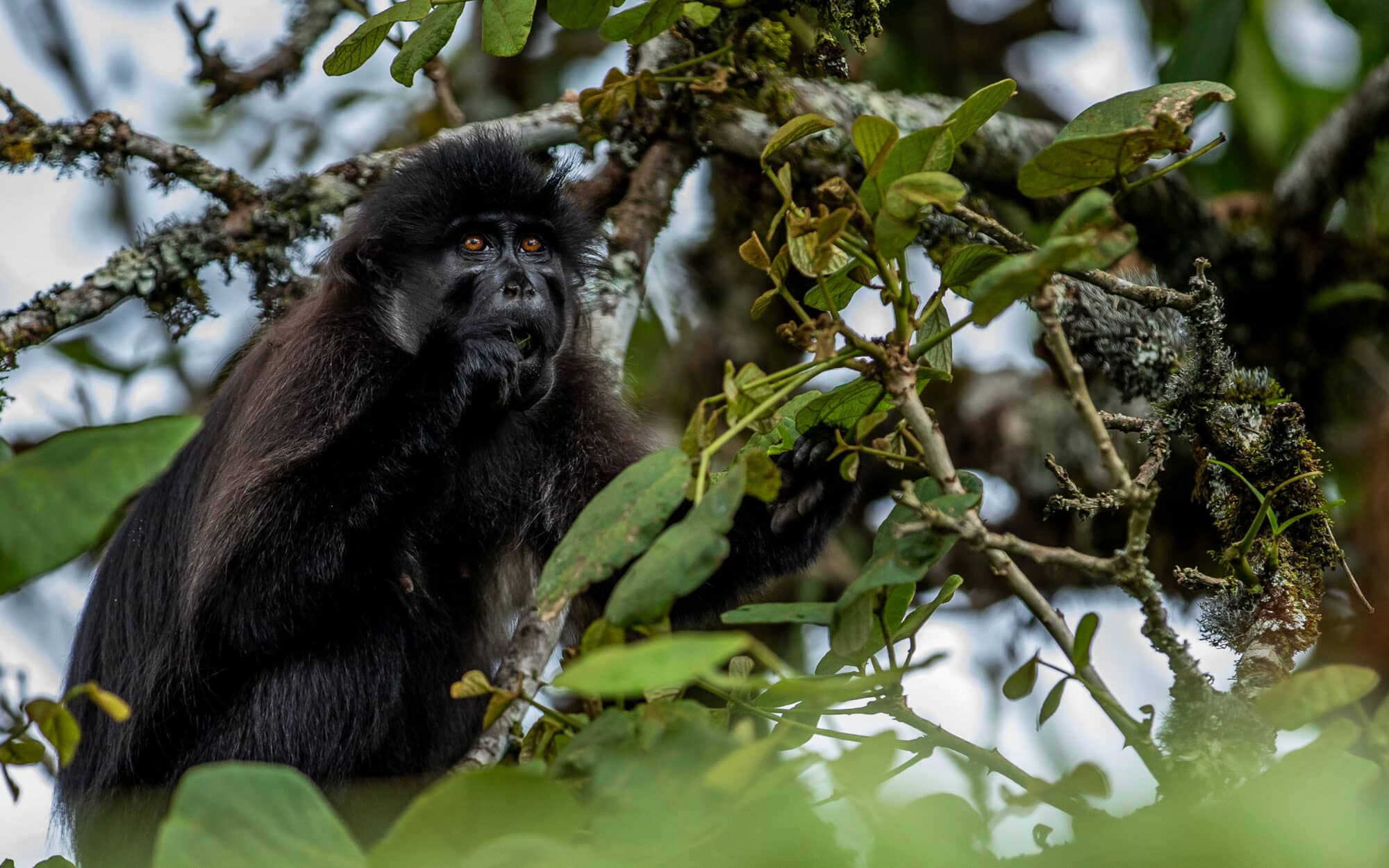 Monkey perched in a lush green tropical forest branchably