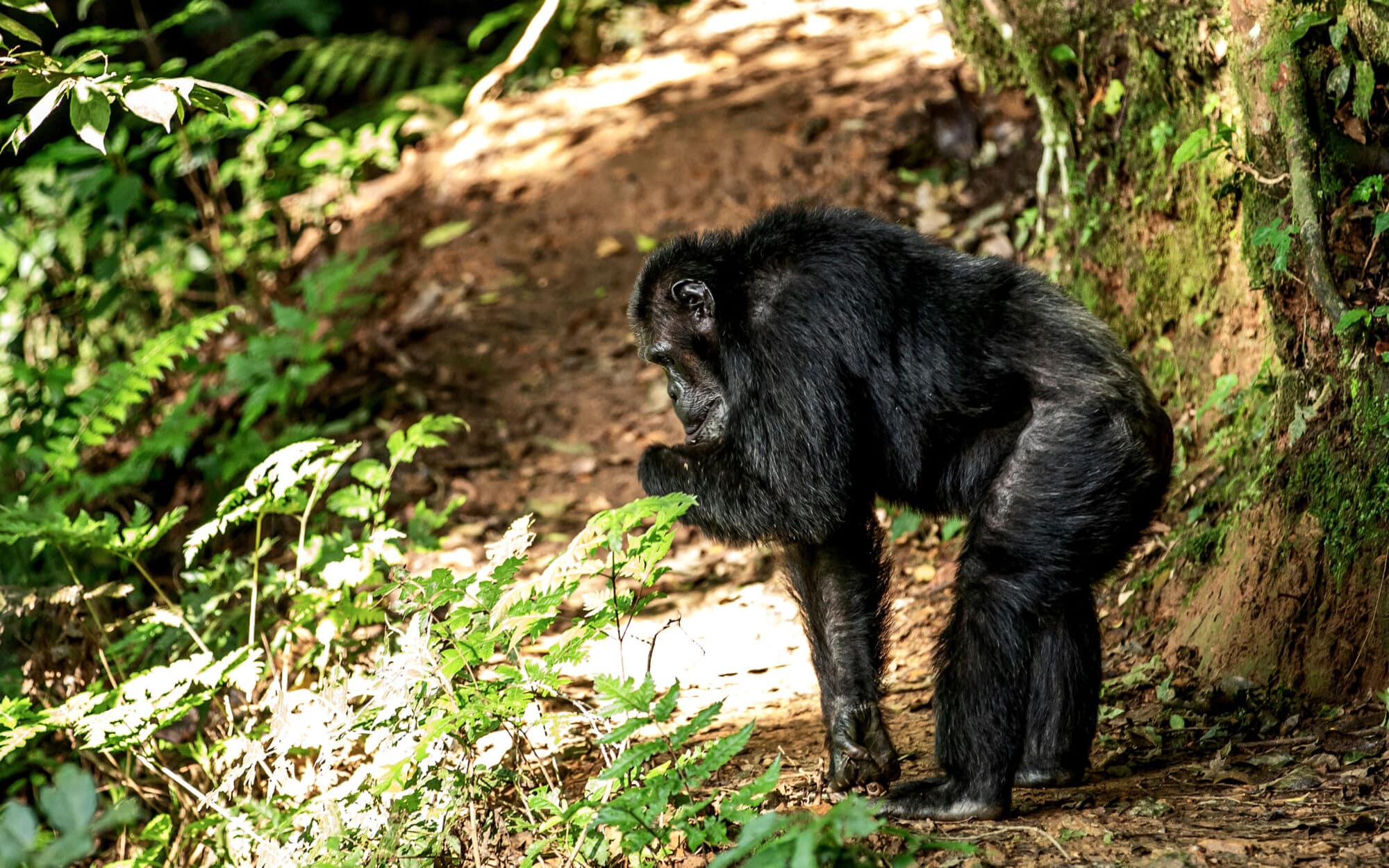 Chimpanzee walking along a forest trail in natural habitat