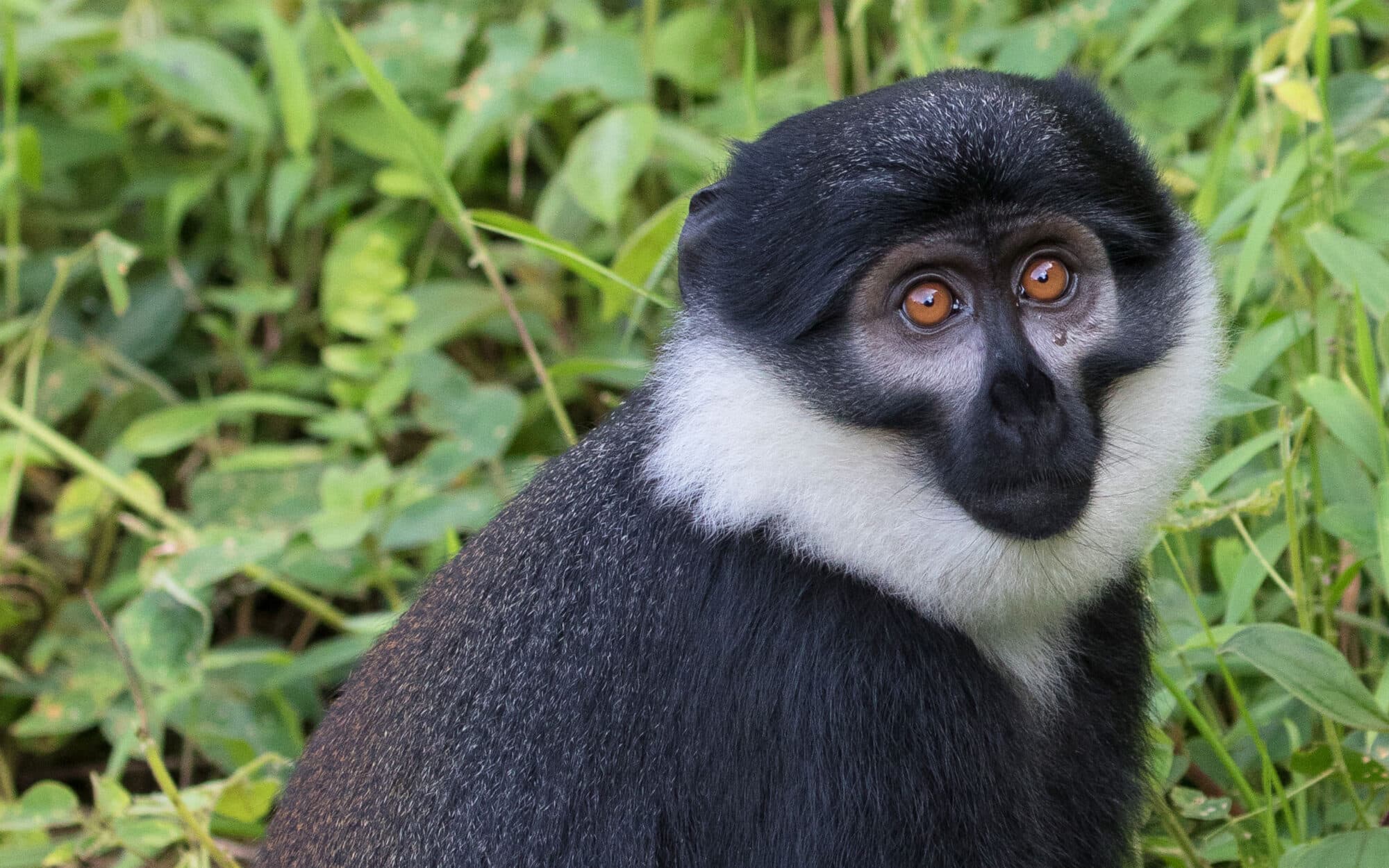 Monkey with black and white fur sitting in lush greenery