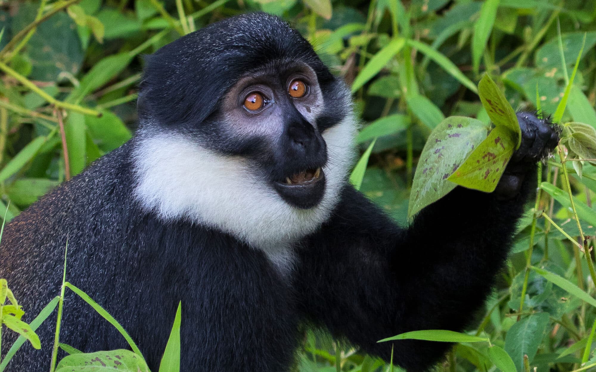 Monkey in the wild holding a leaf amidst lush green foliage