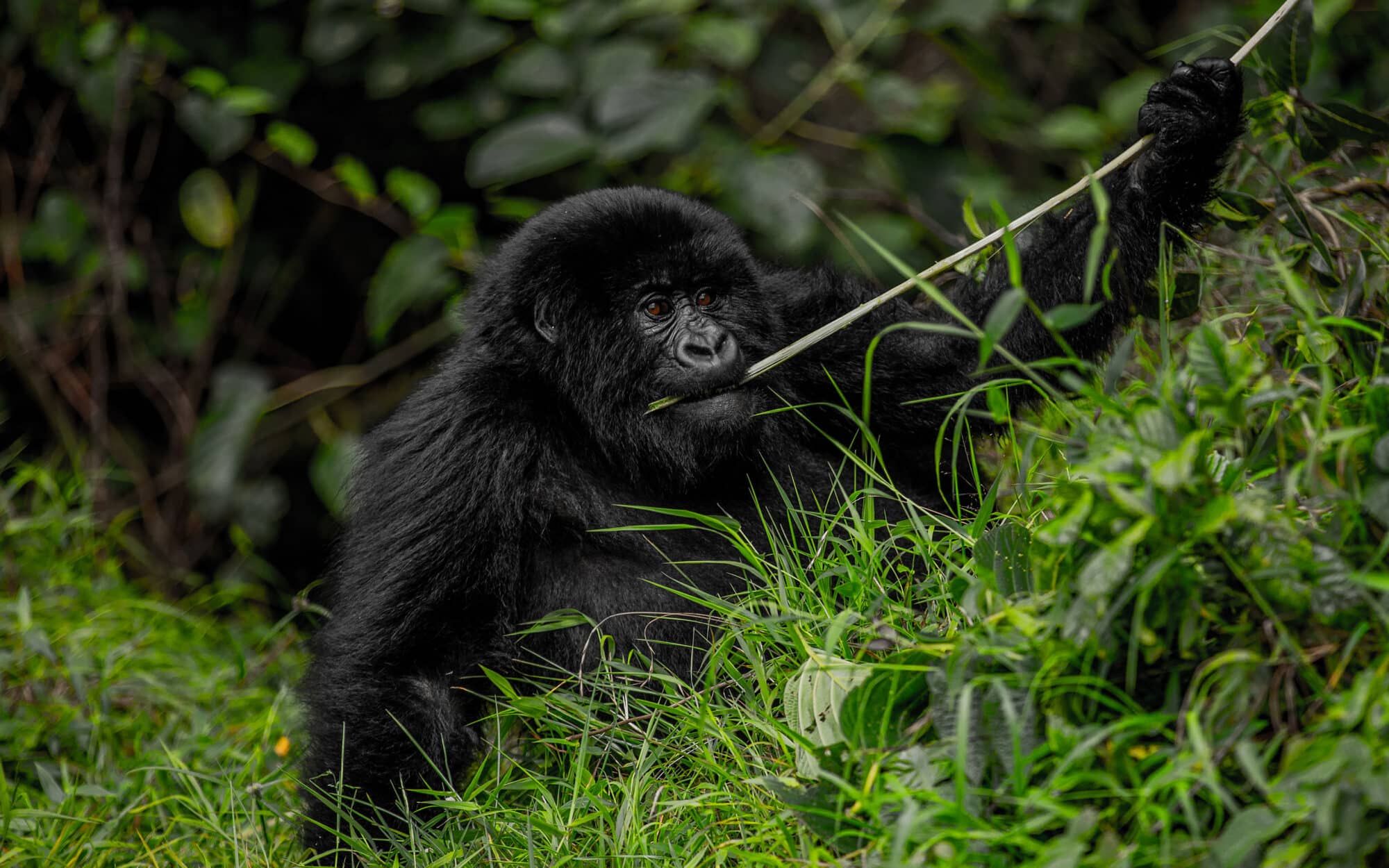 Young gorilla eating in the lush green forest environment