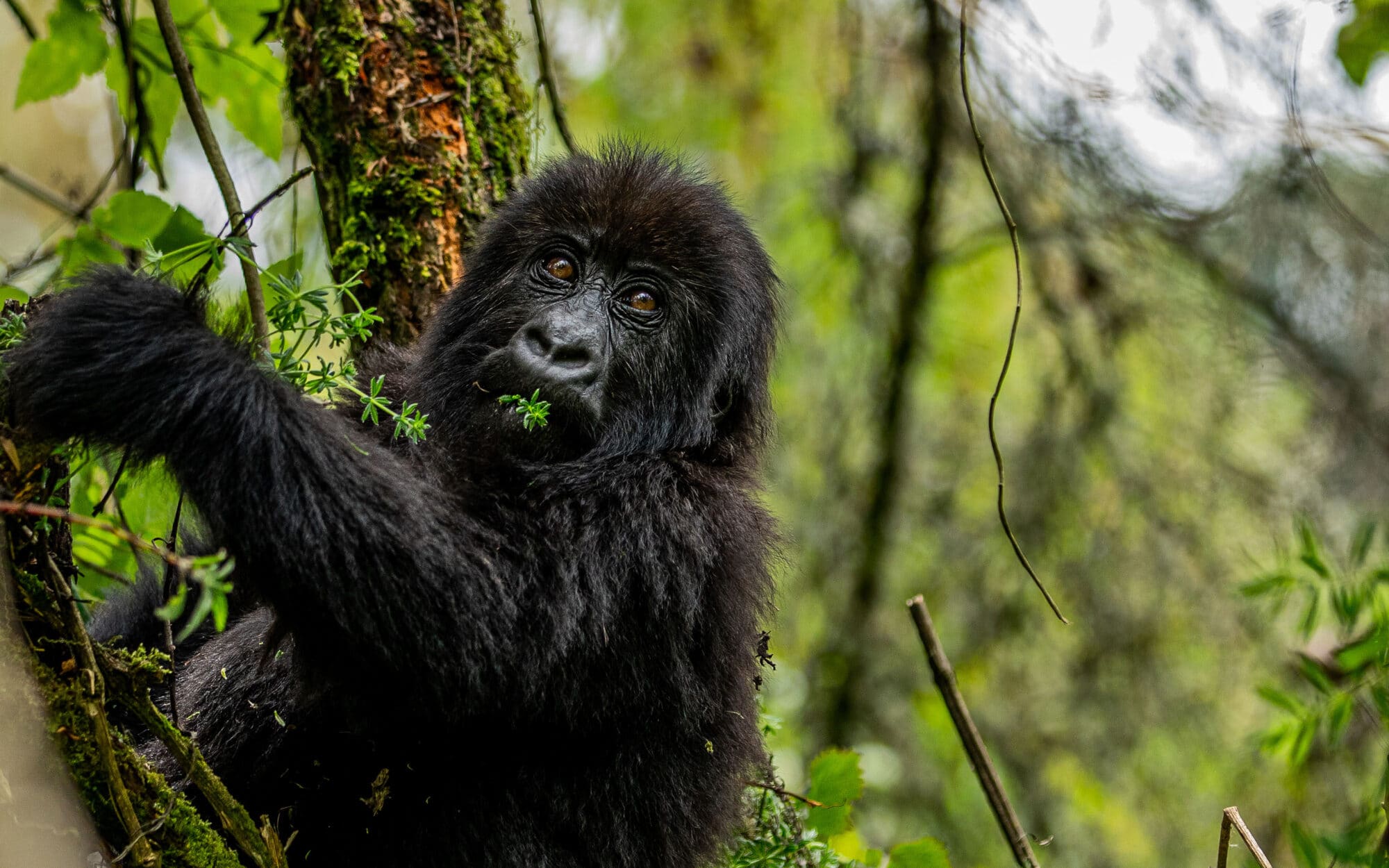 Young gorilla eating leaves in lush green forest habitat