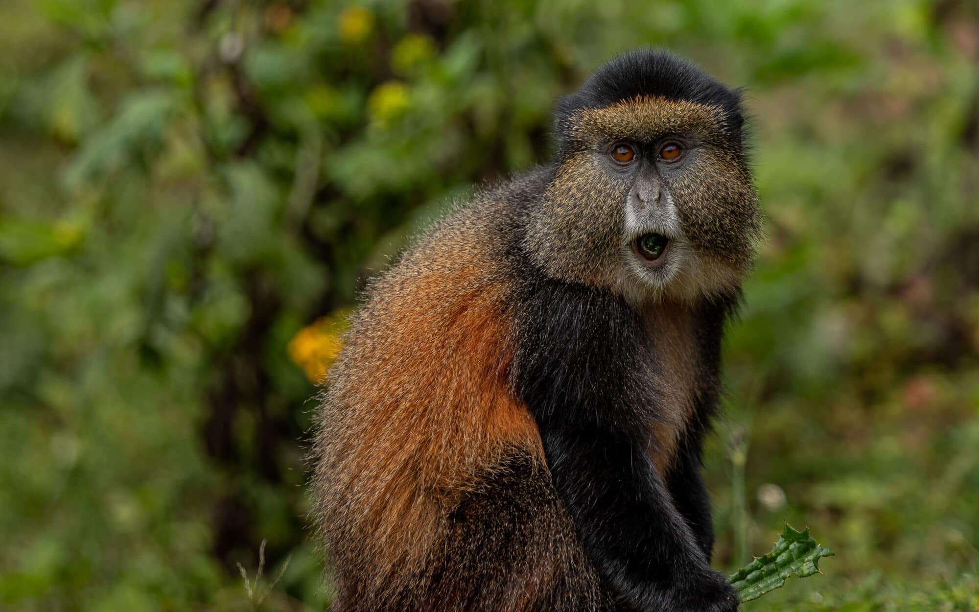 Golden monkey sitting in lush green forest environment