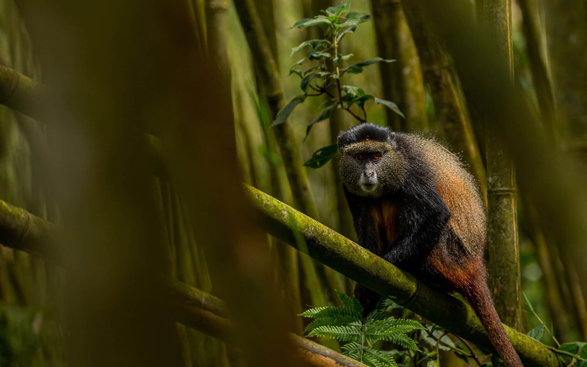 Golden monkey resting on a tree branch in dense forest