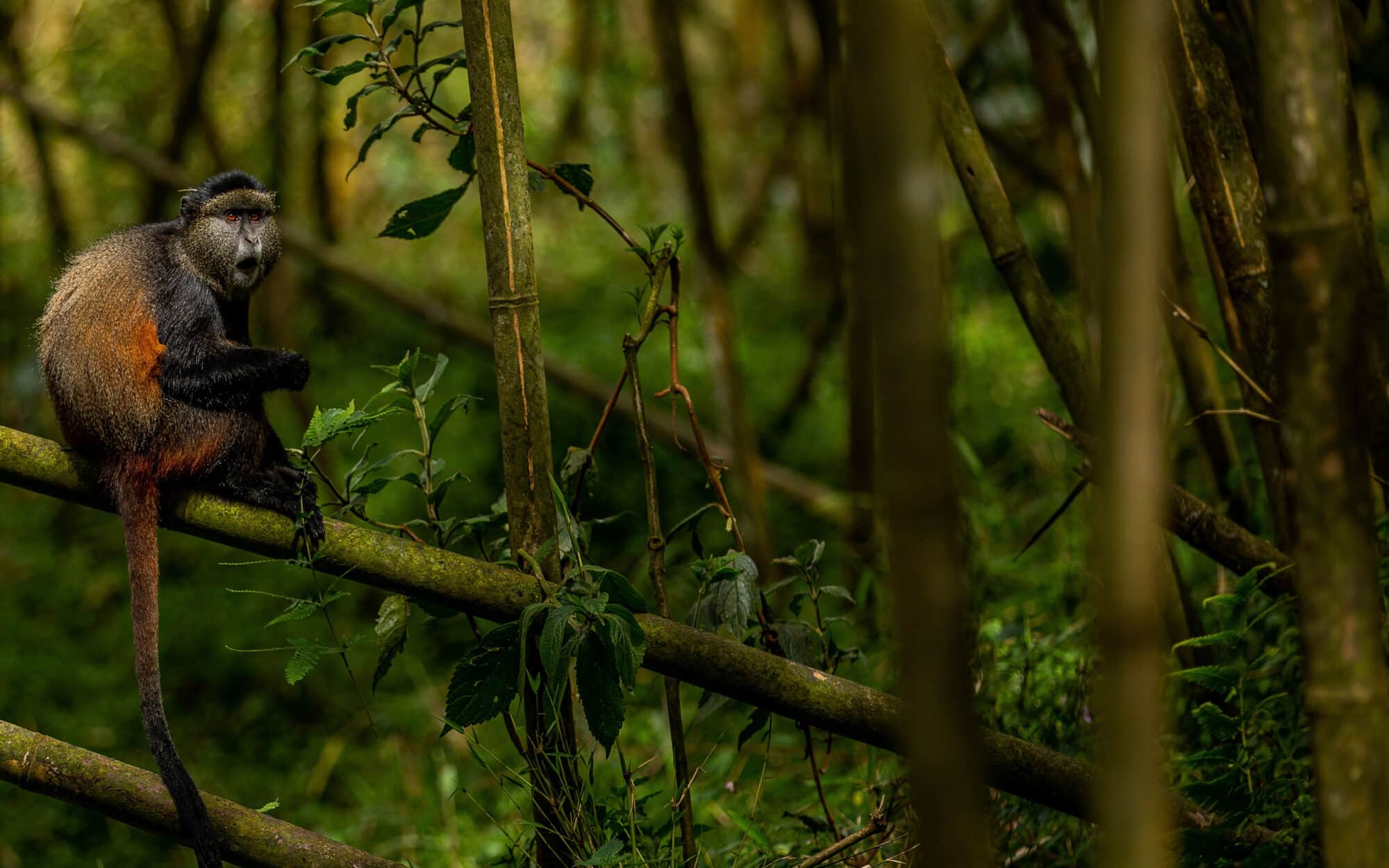 Monkey sitting on a tree branch in a lush forest environment