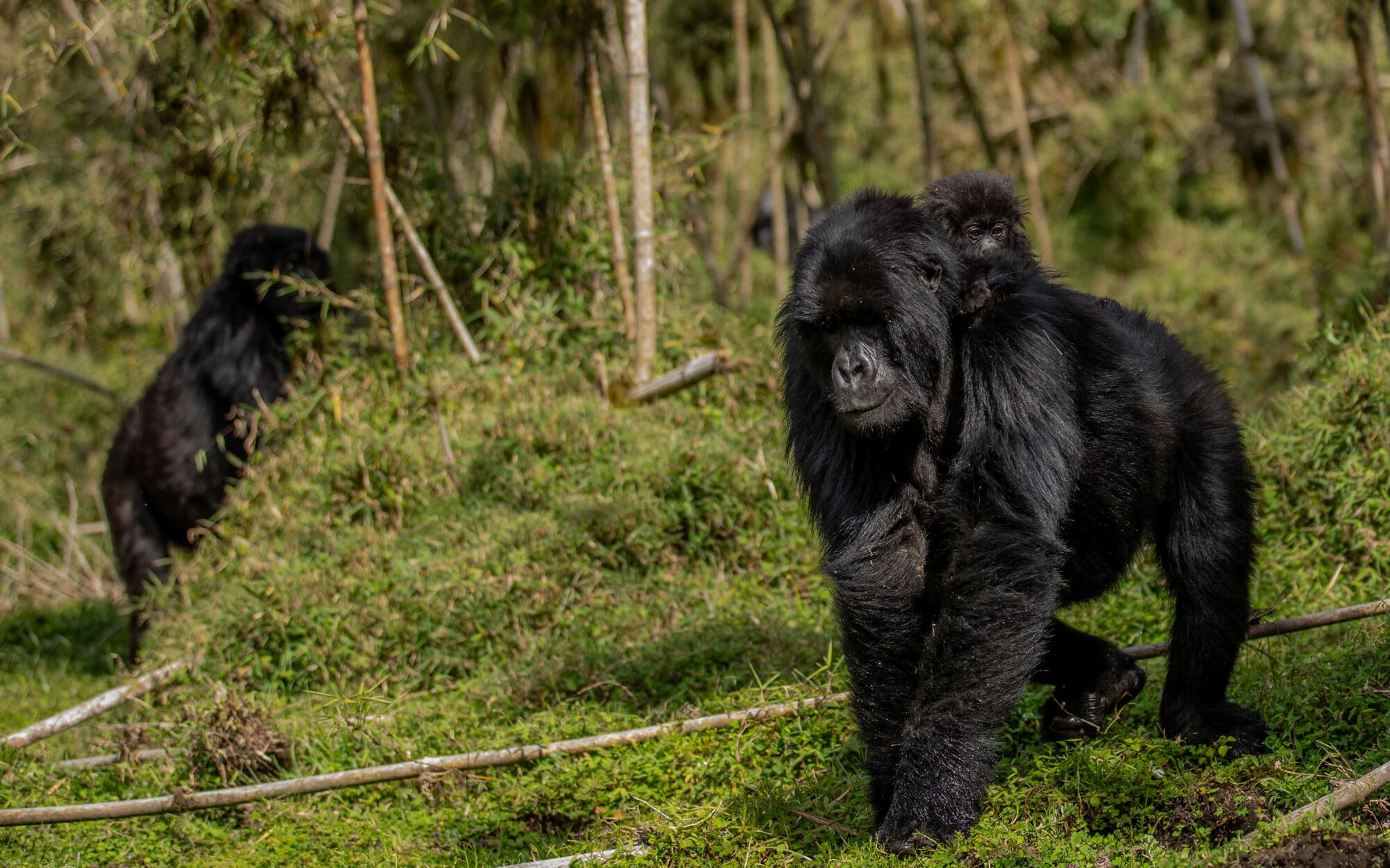 Mountain gorillas walking in dense forest habitat