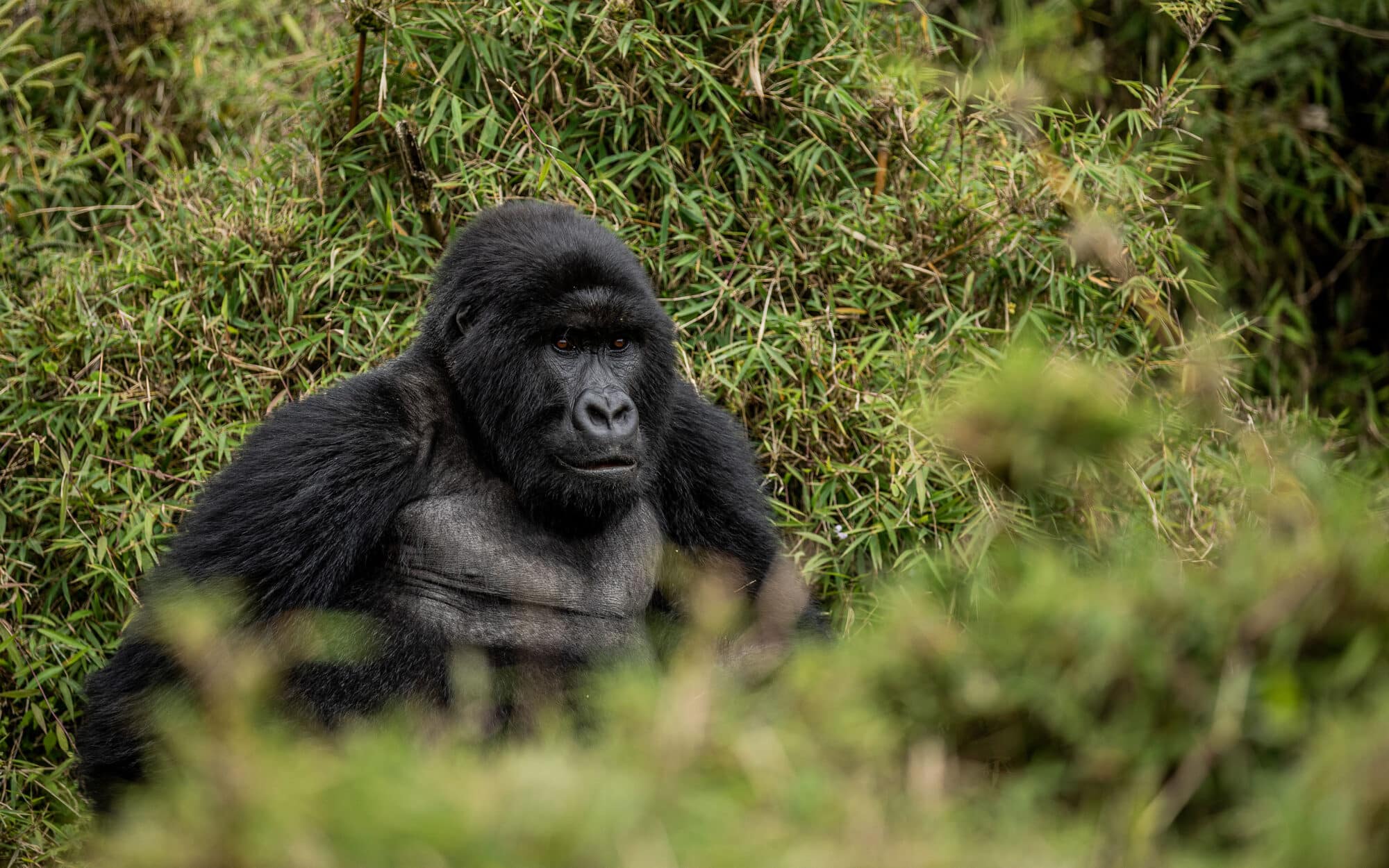 Mountain gorilla sitting among dense green foliage in forest
