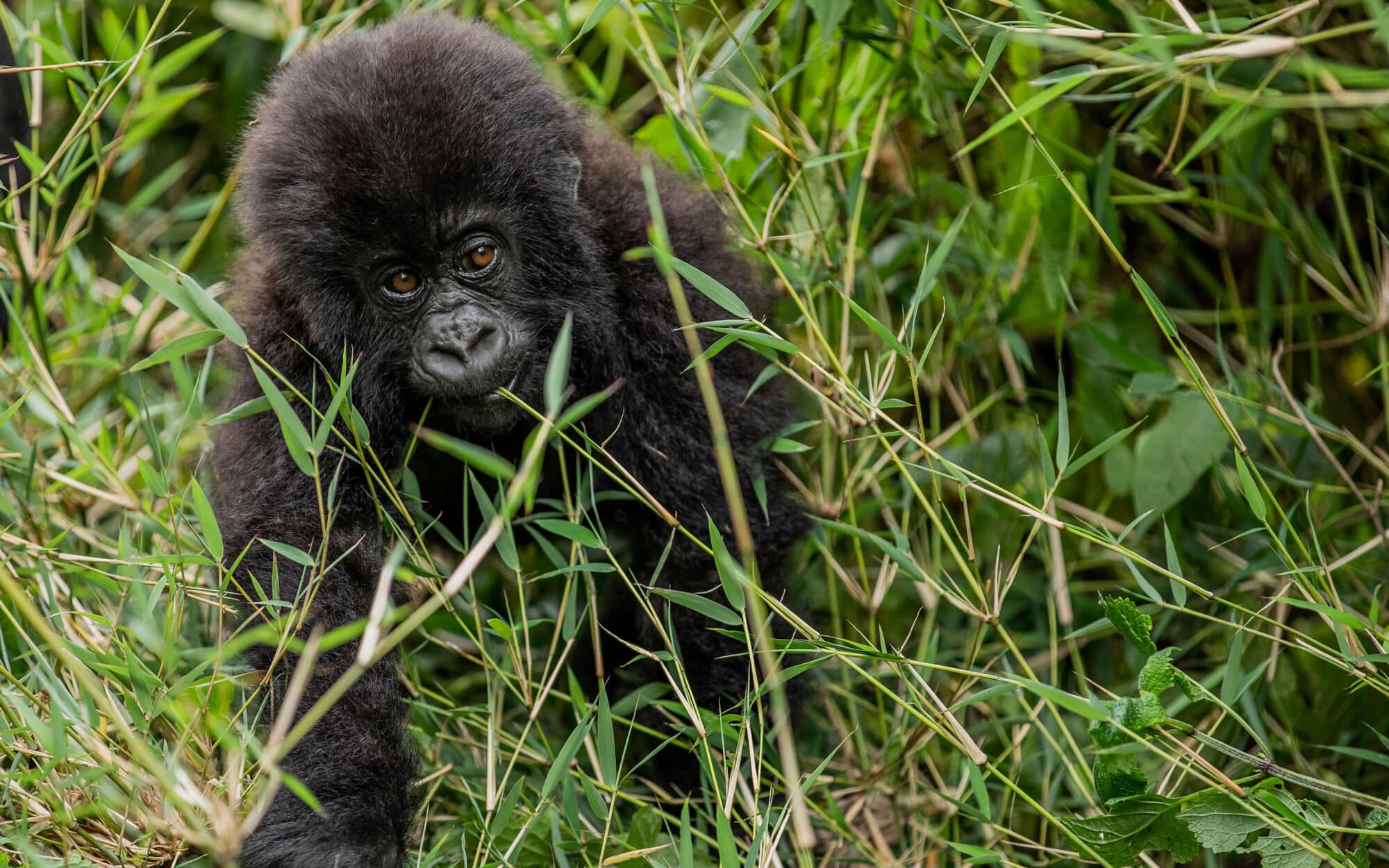Young gorilla exploring lush green jungle environment