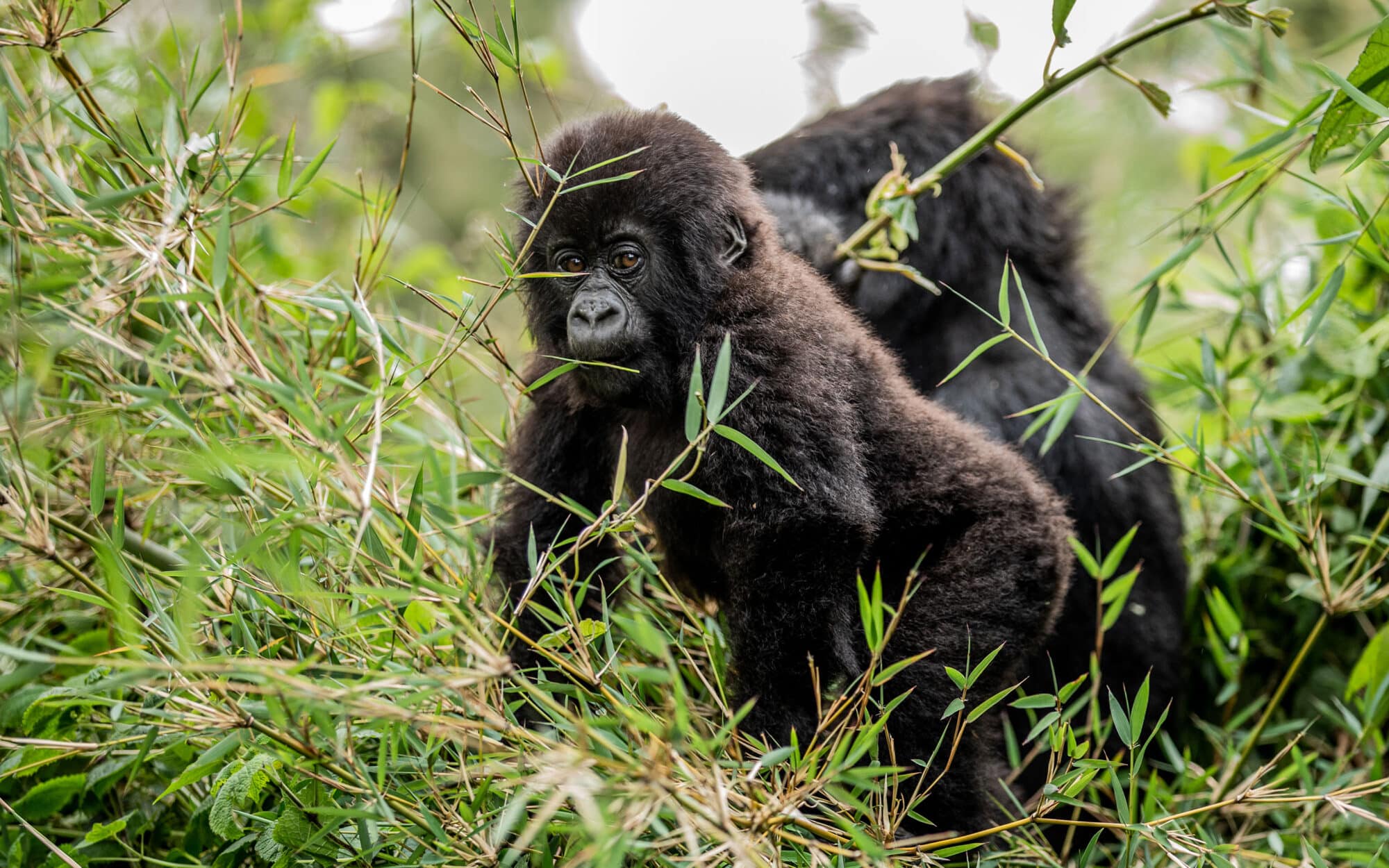 Gorilla family in lush green forest habitat exploring surroundings