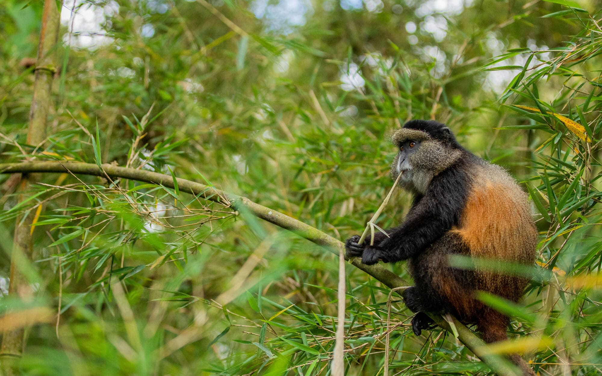 Golden monkey sitting on bamboo branch in lush green forest