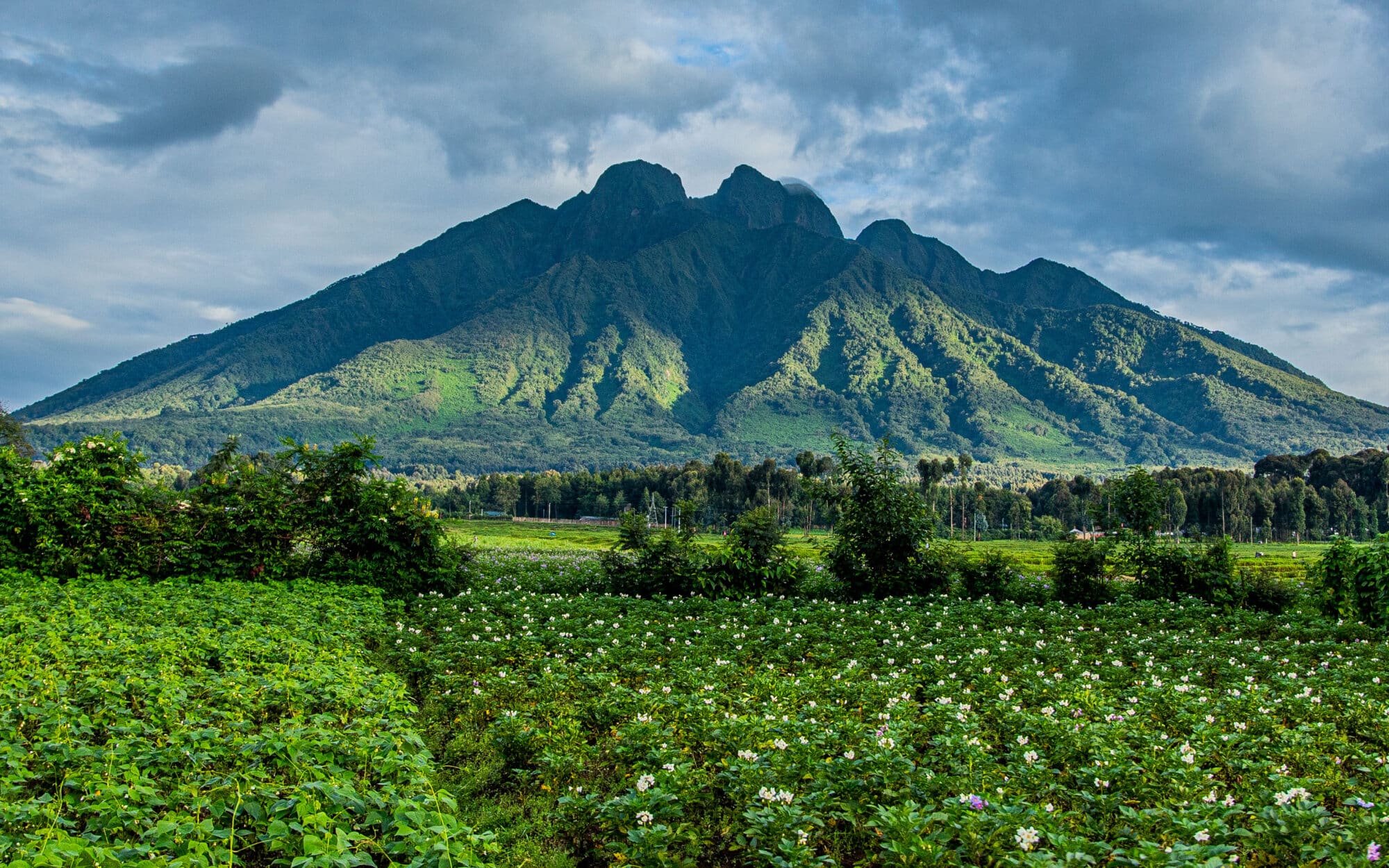 Virunga volcano rising above green farmland in northern Rwanda