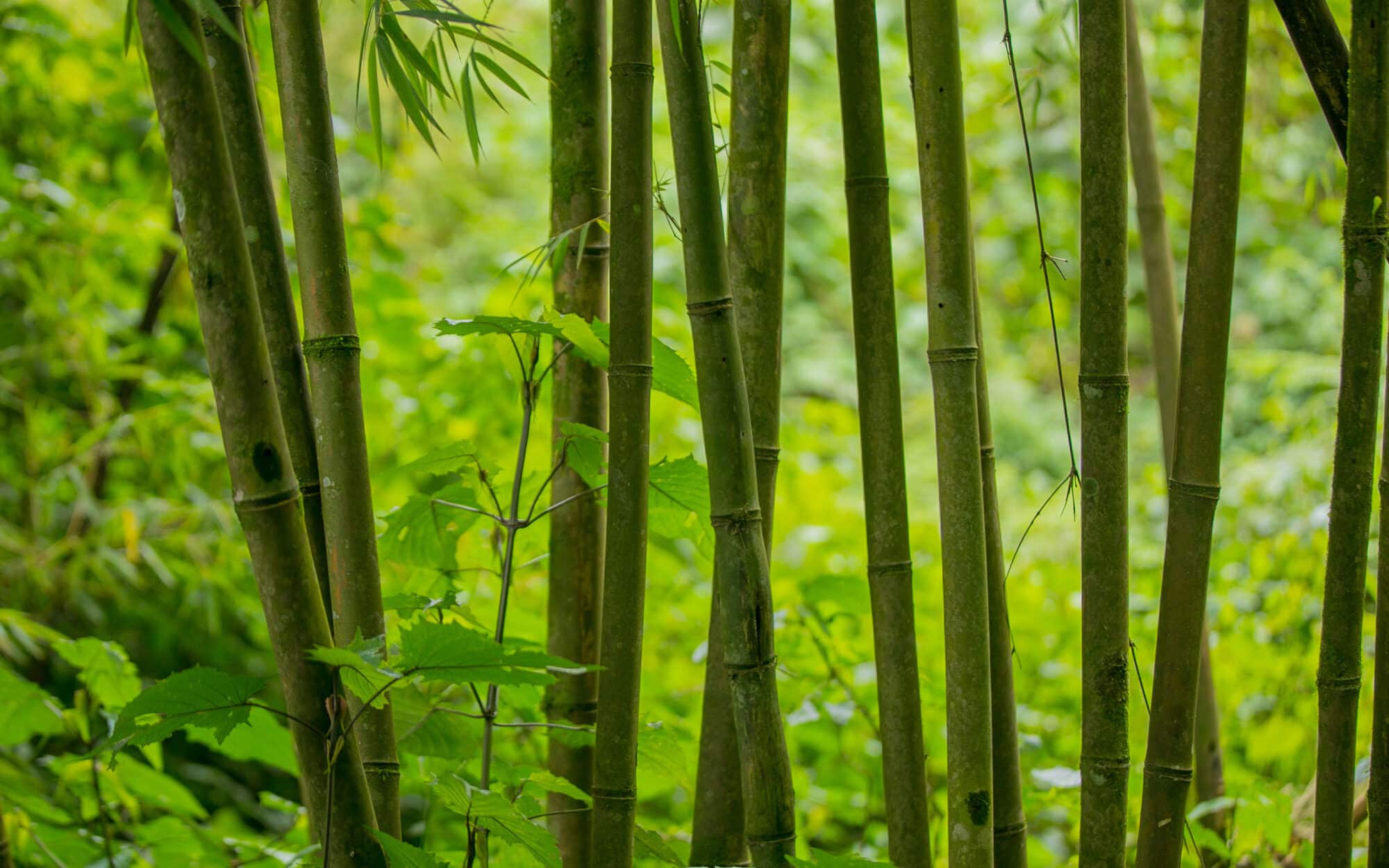 Bamboo forest in Volcanoes National Park, home of golden monkeys