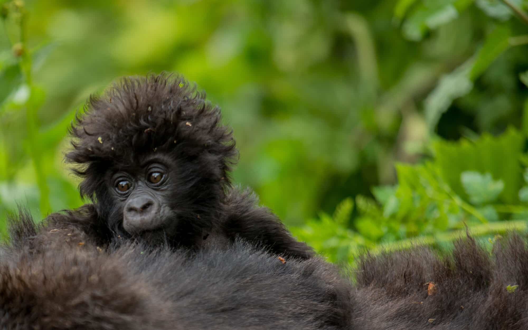 Baby gorilla in lush green forest setting looking curious