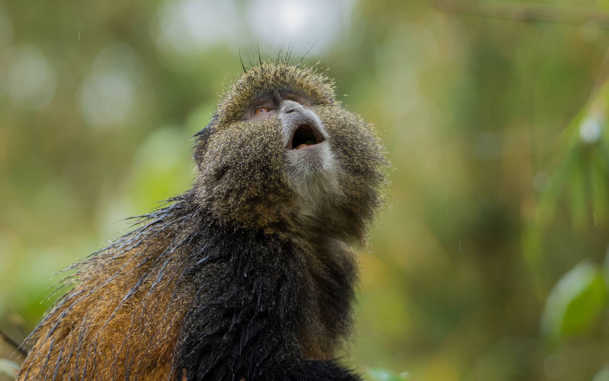 Golden monkey gazing up surrounded by lush green forest