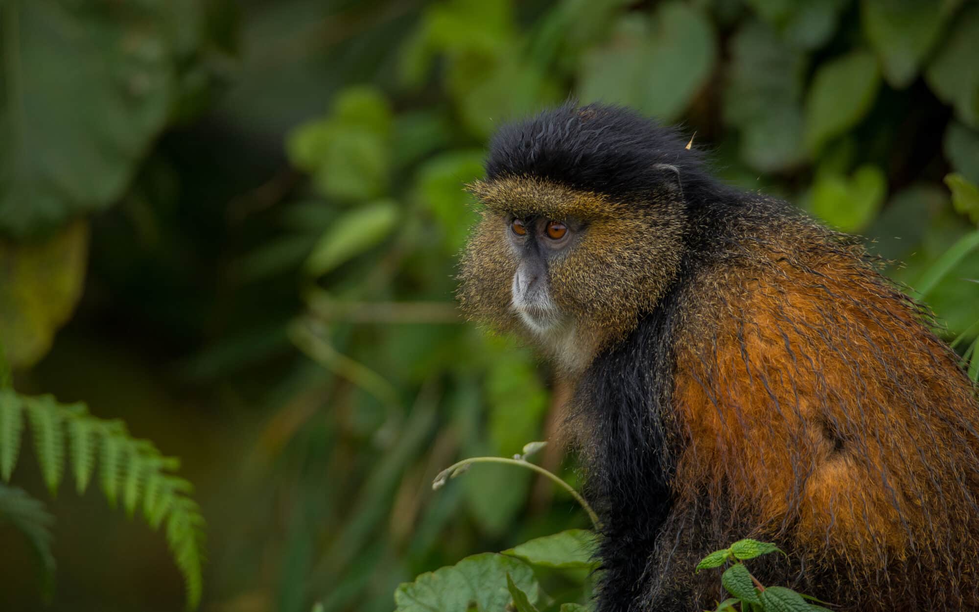 Golden monkey amidst lush green foliage in its natural habitat