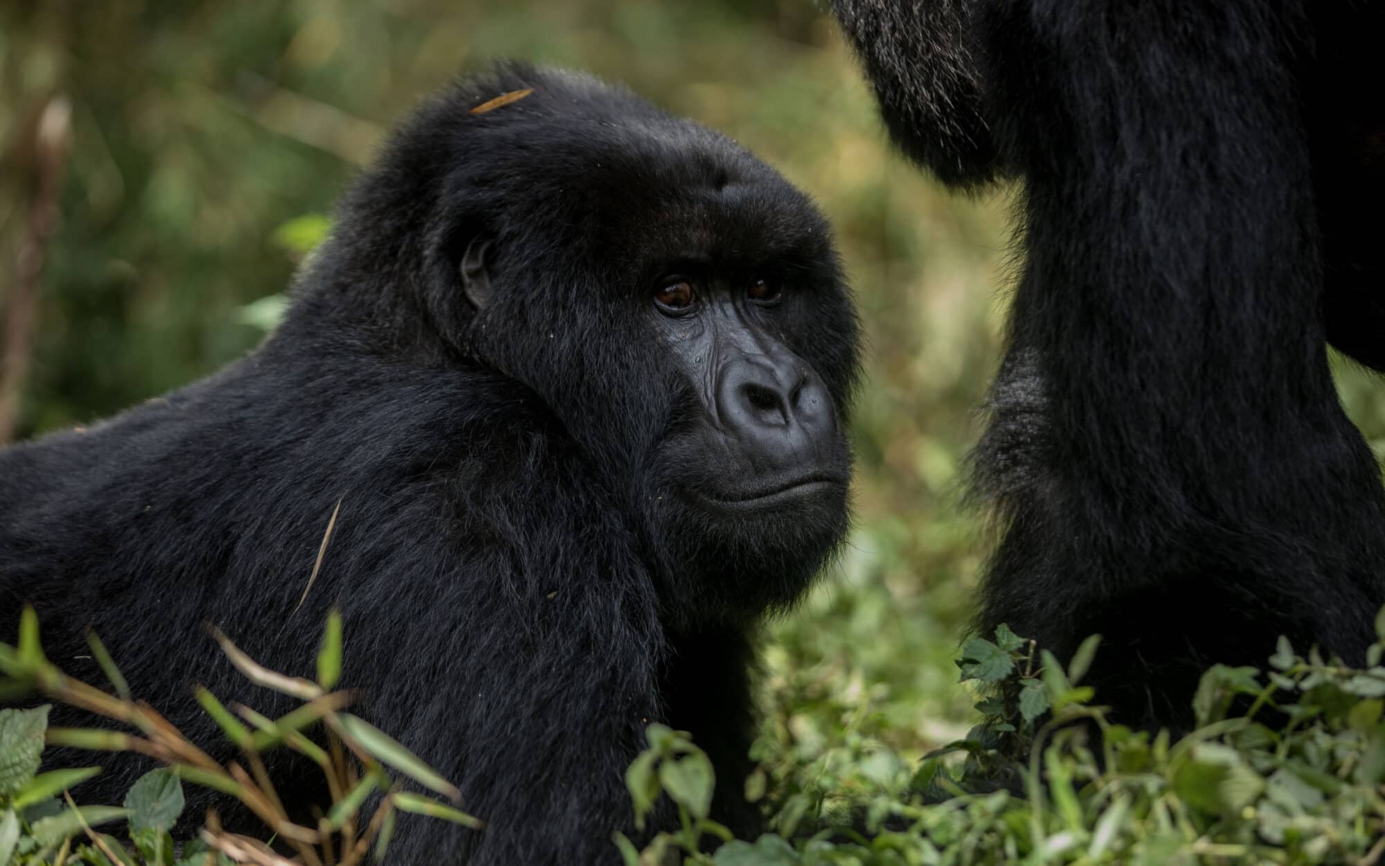 Gorilla resting in lush green forest habitat wildlife scene