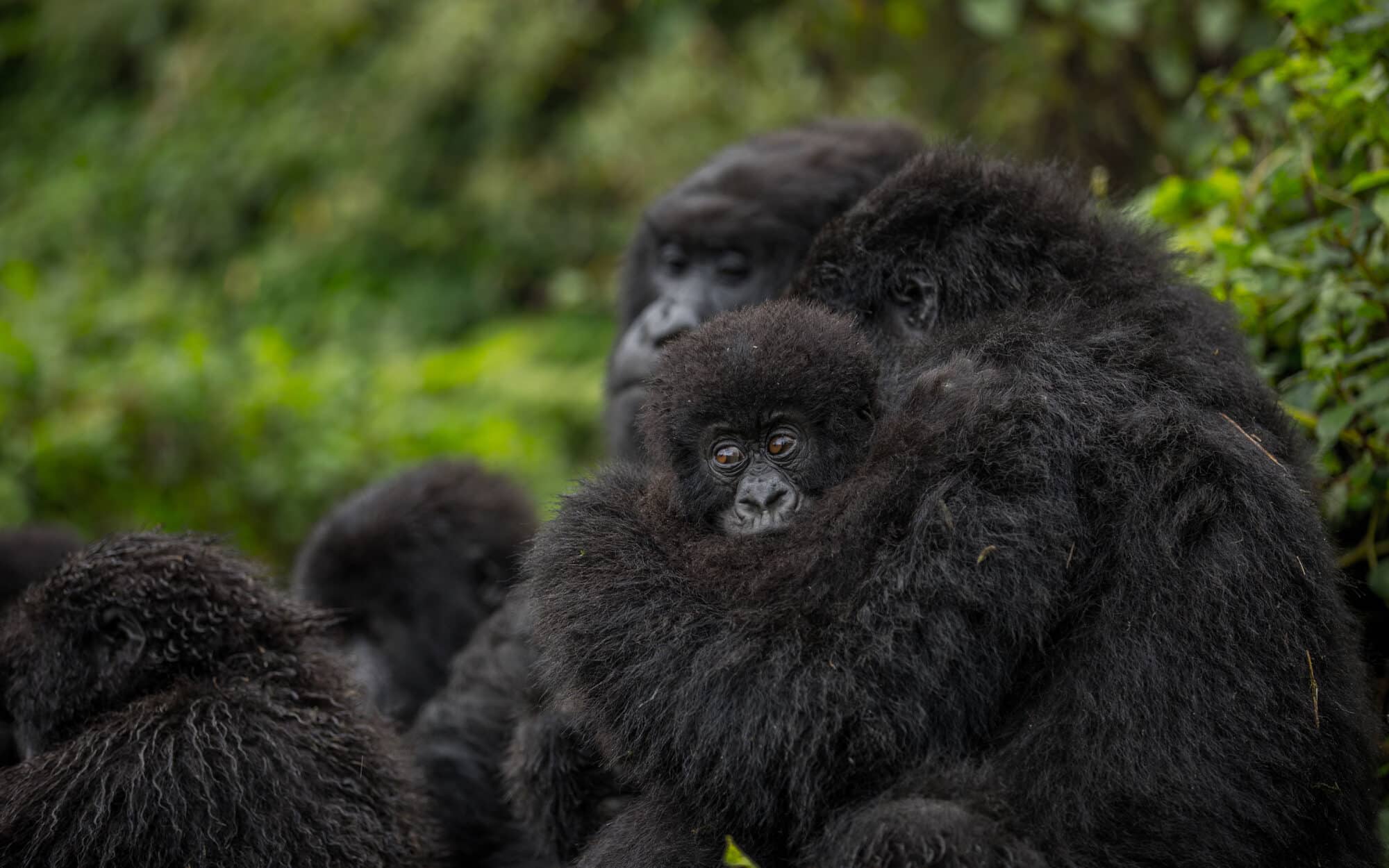 Mountain gorilla family resting together in lush forest environment