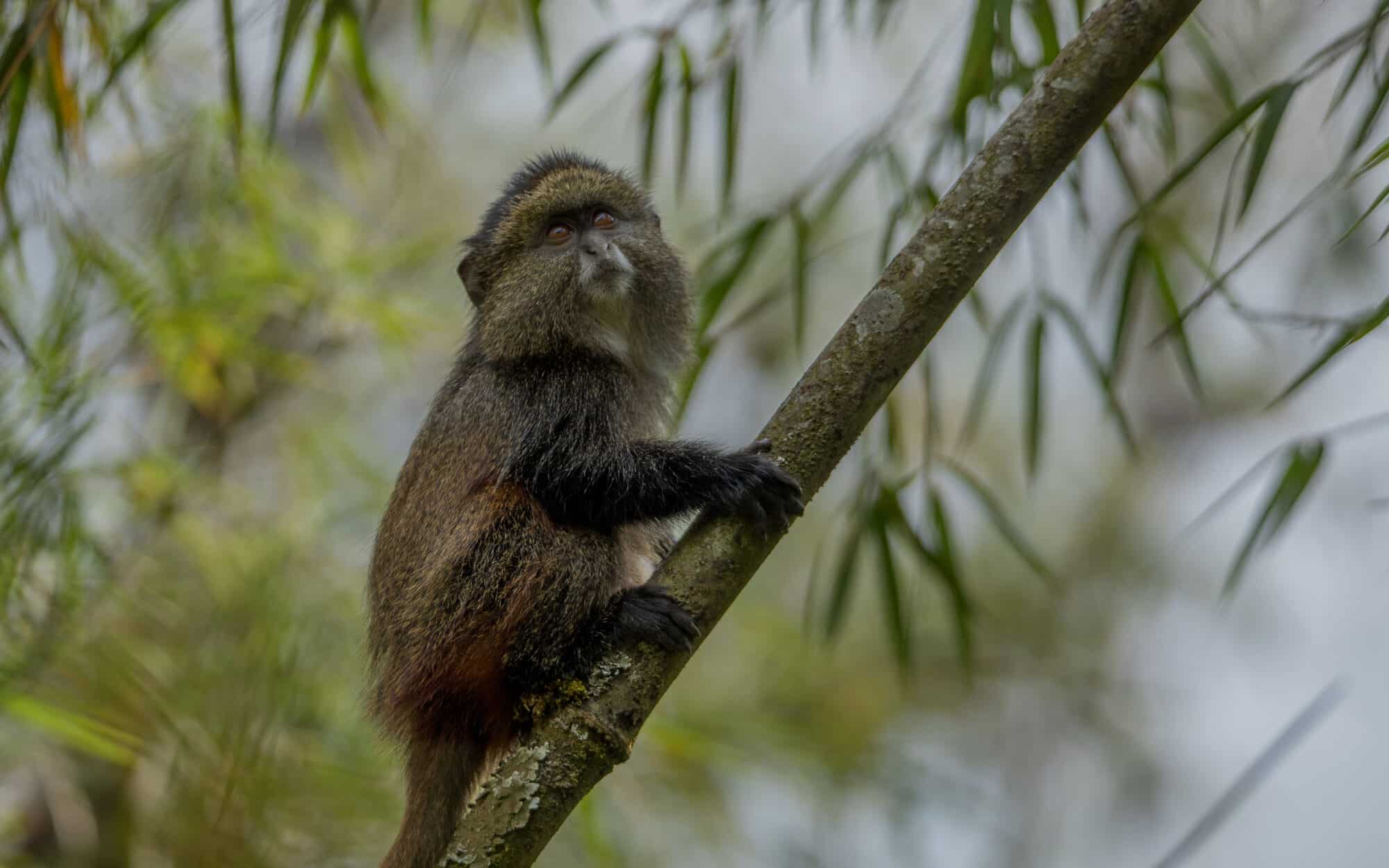 Monkey perched on tree branch in lush forest environment