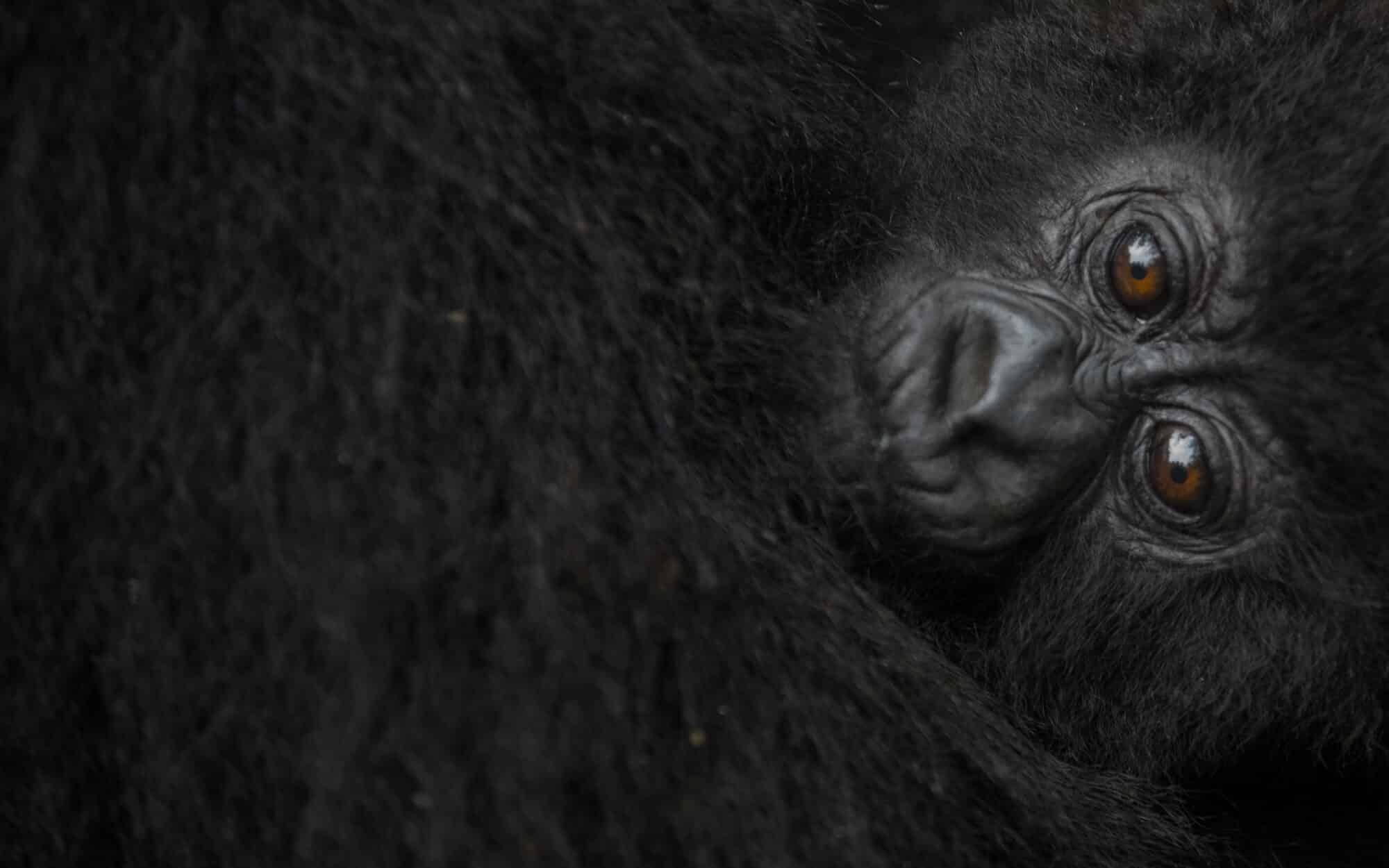 Close-up of a baby gorilla resting in dense black fur