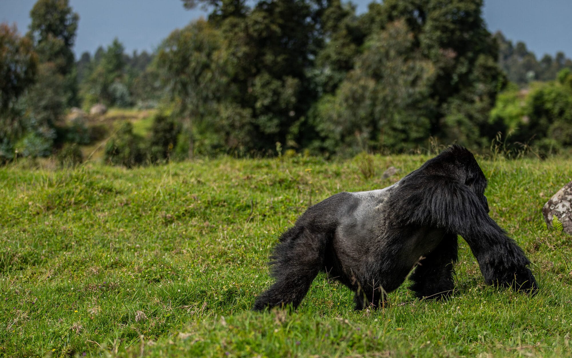Gorilla walking through a grassy field with trees in the background