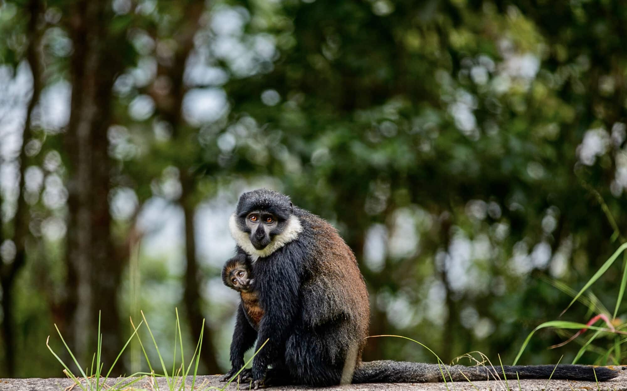 Monkey and baby in forest setting wildlife photography